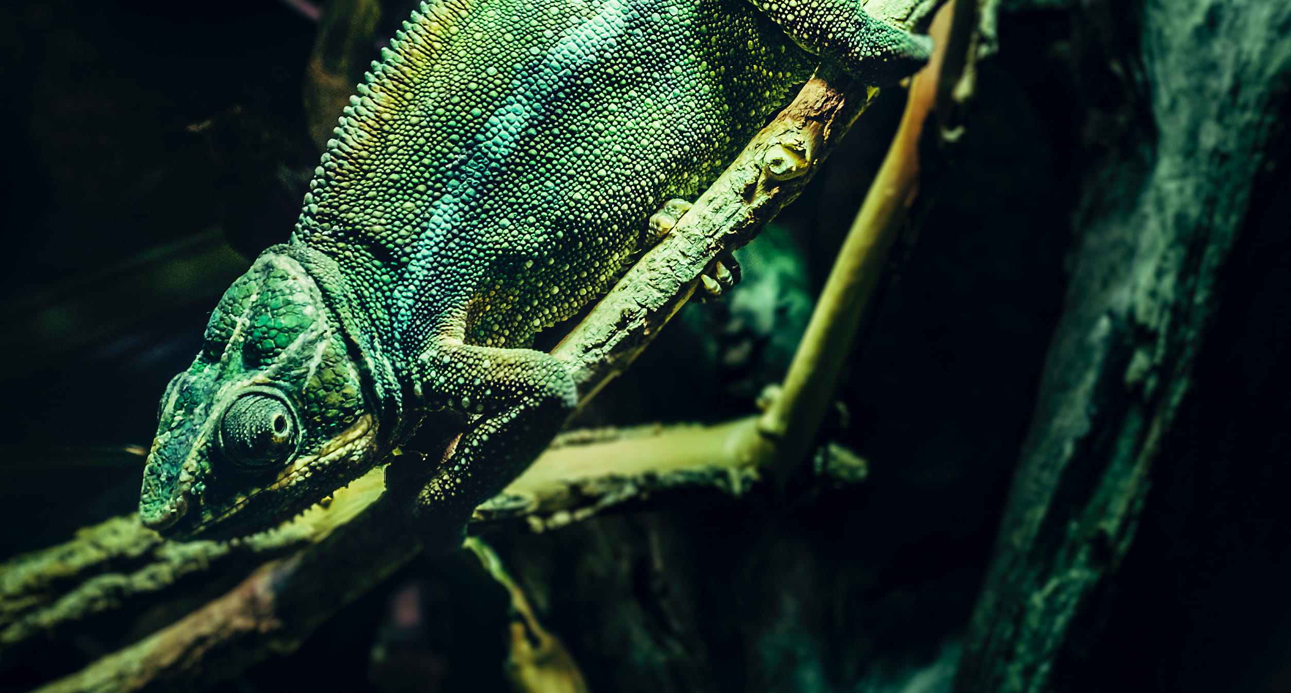 gecko, lizard, focus on foreground, outdoors, one animal, reptile, animal, wildlife, branch, no people, animal wildlife, vertebrate, animal themes, tree trunk, HD Wallpaper