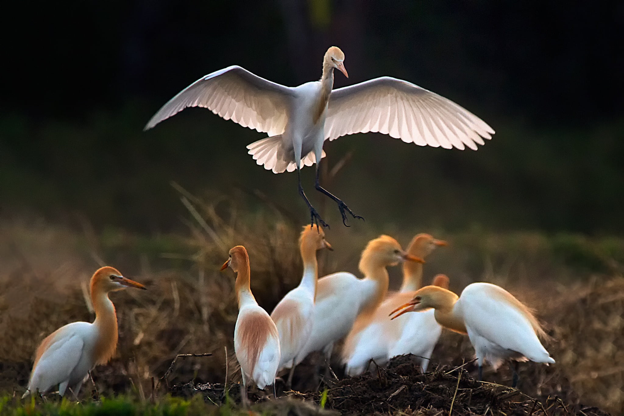 focus on foreground, pus, outdoors, stork, water, animal, 1080P, spread wings, birds, large group of animals, animal themes, flying, vole, flock, white, HD Wallpaper