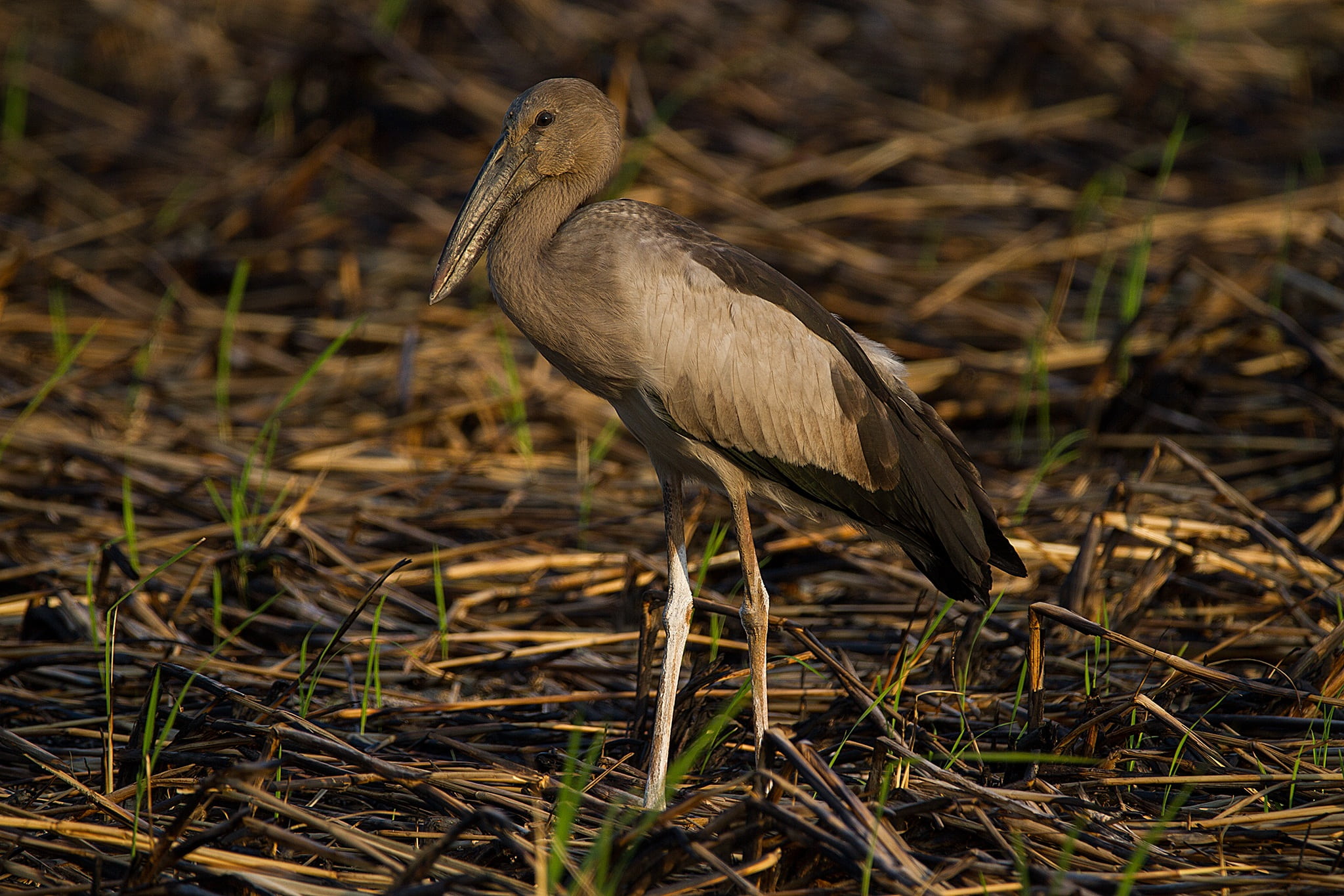 birds, animal body part, perching, swamp, day, animal wildlife, lagoon, vertebrate, one animal, bird, land, less sea, animals in the wild, pus, animal themes, HD Wallpaper