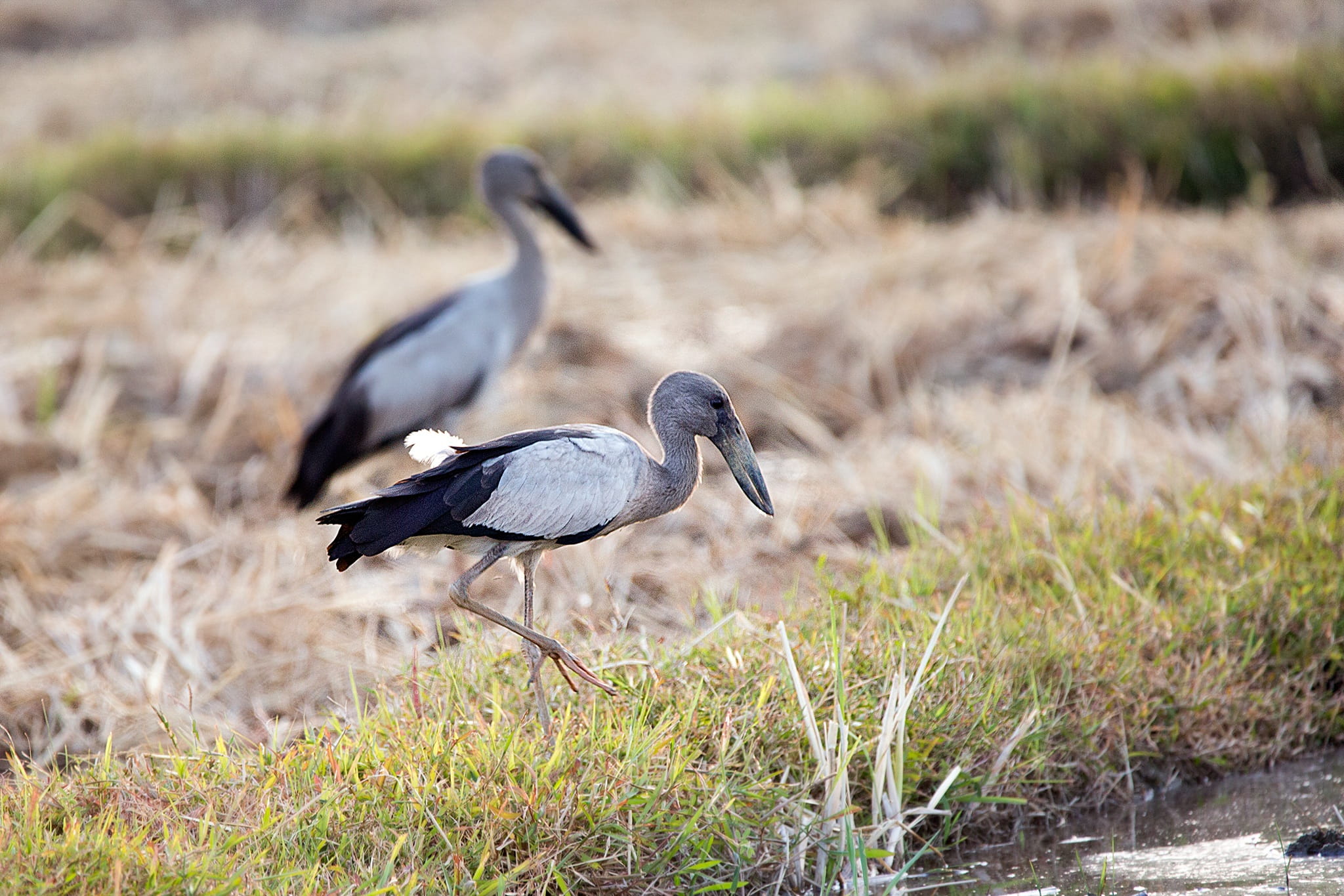 animal themes, pus, selective focus, bird, less sea, Asian Openbill, canal, stork, Vole, white, phatthalung, Bittern, no people, evacuate, field, lampam, HD Wallpaper