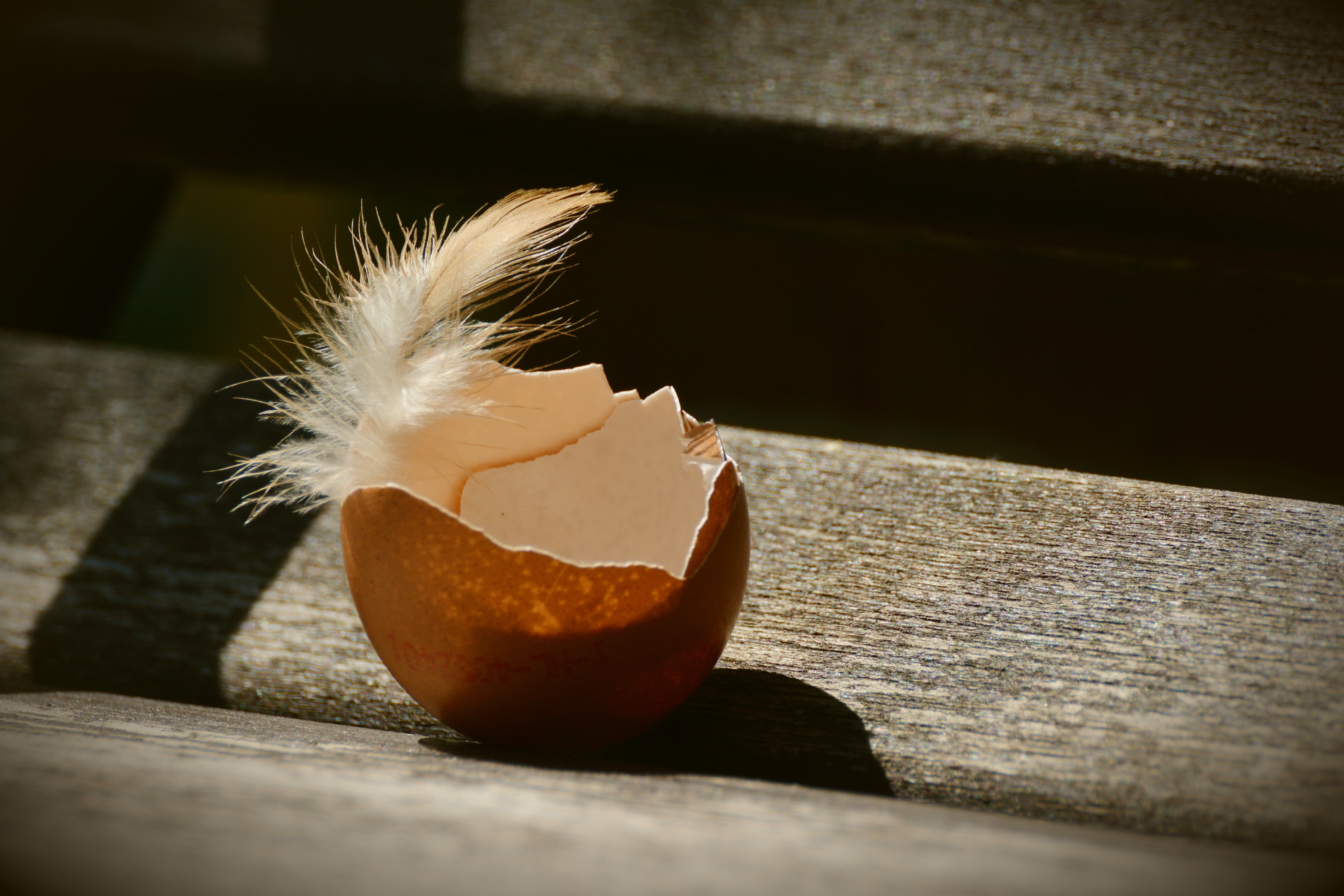 selective focus, day, shell, spring, egg yolk, orange, shadow, animal themes, open, close-up, food and drink, still life, food, brown egg, flower, wood - material, HD Wallpaper