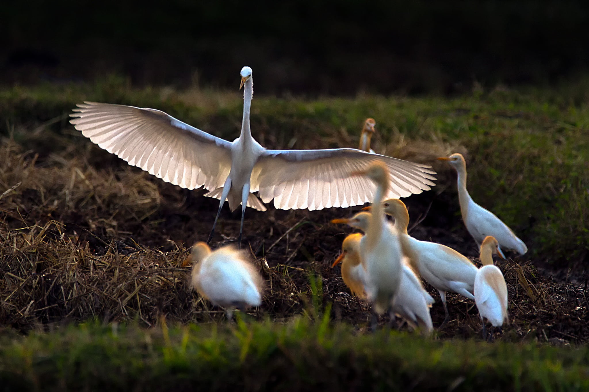 bittern, nature, selective focus, phatthalung, flapping, grass, bird, no people, animal themes, 1080P, lampam, vole, asian openbill, five animals, plant, HD Wallpaper
