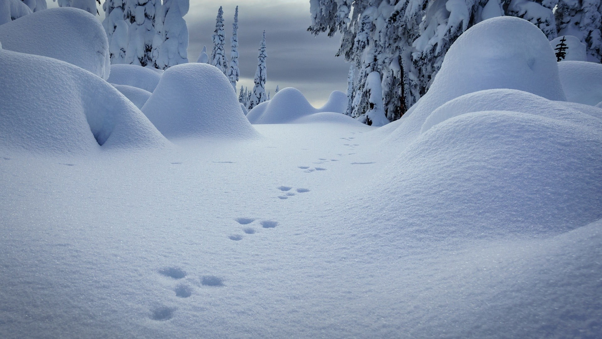 deep snow, white color, cold temperature, scenics - nature, outdoors, tranquility, land, path, 1080P, snow, ice, nature, no people, environment, landscape, HD Wallpaper