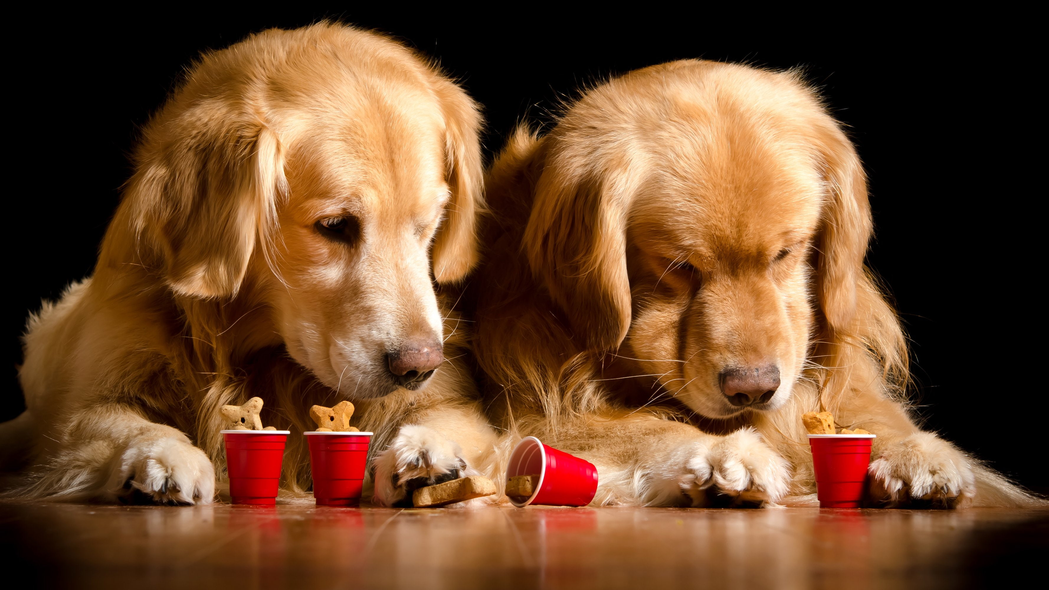 Retriever, black, golden retriever, purebred dog, canine, black background, 2K, food and drink, one animal, relaxation, no people, small, background, studio shot, HD Wallpaper