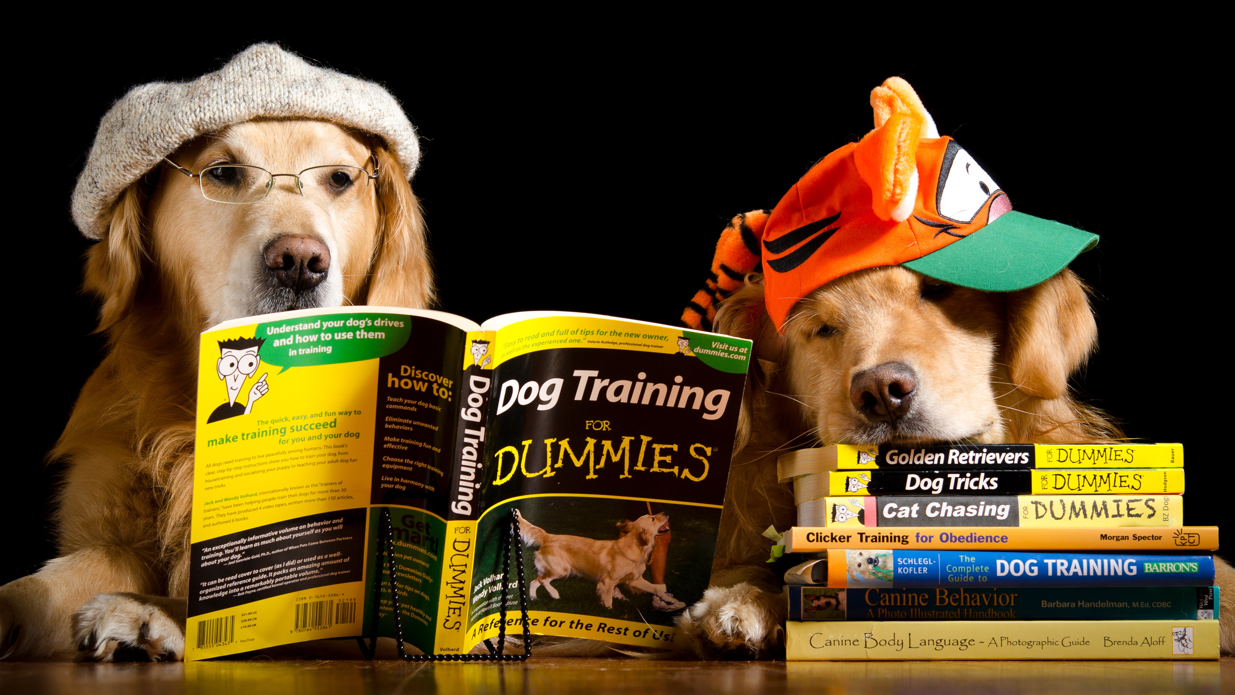 reading, two, 4K, humor, black background, table, cap, hat, glasses, Retriever, books, dogs, HD Wallpaper