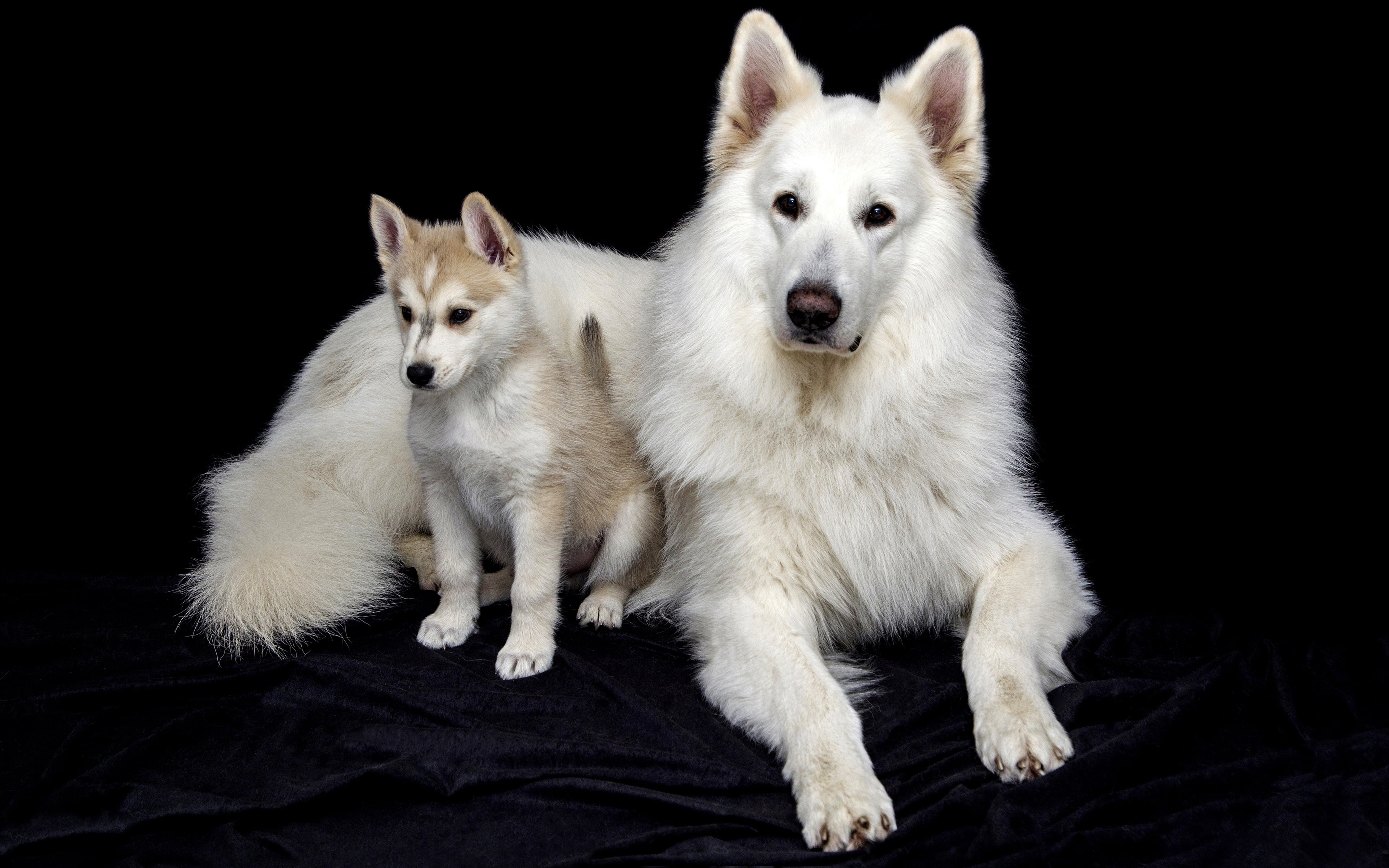 sitting, Swiss shepherd dog, look, pose, mom, dogs, photoshoot, dog, portrait, two, lies, two dogs, Studio, white, face, baby, puppy, pair, ears, handsome, HD Wallpaper