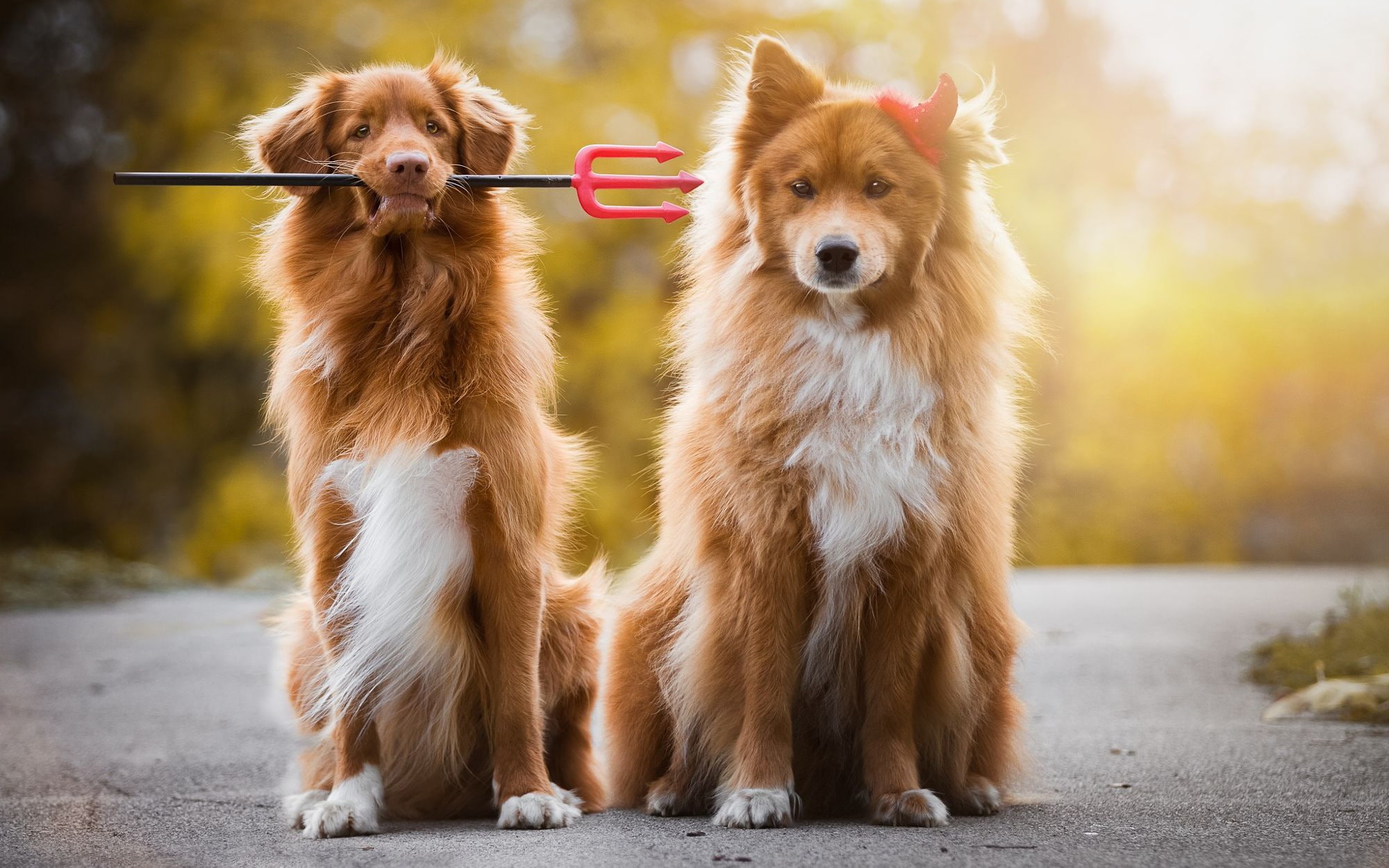 road, dog, puppy, a couple, light, autumn, handsome, dogs, background, two dogs, nature, pair, friendship, Trident, Retriever, Golden, breed, two puppies, HD Wallpaper