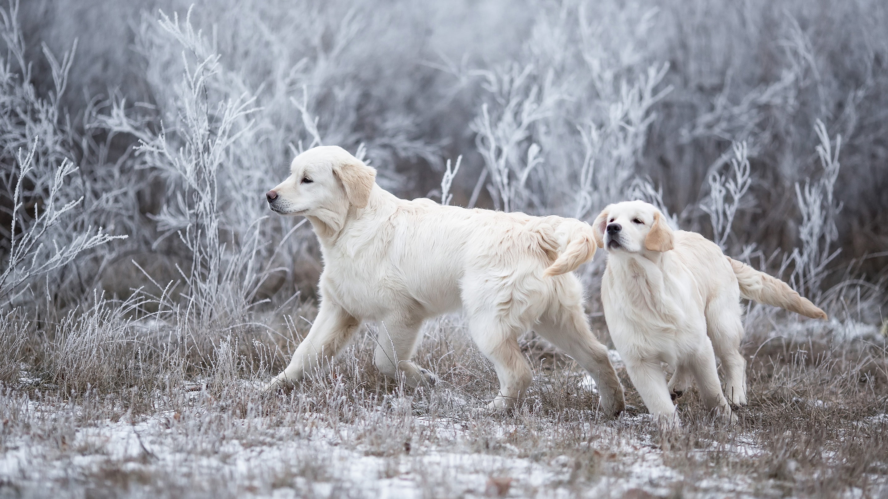 Retriever, branches, puppies, pair, running, dogs, white, the game, sports, pose, grass, faces, Golden Retriever, worn, Duo, Golden, two, two dogs, glade, HD Wallpaper