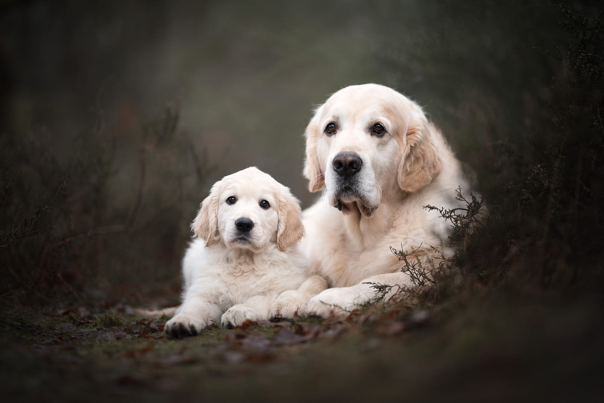 a couple, Park, faces, the dark background, dogs, puppy, plants, pose, white, two, dog, Labrador, pair, 1080P, lie, Duo, nature, Retriever, look, mother and child, HD Wallpaper