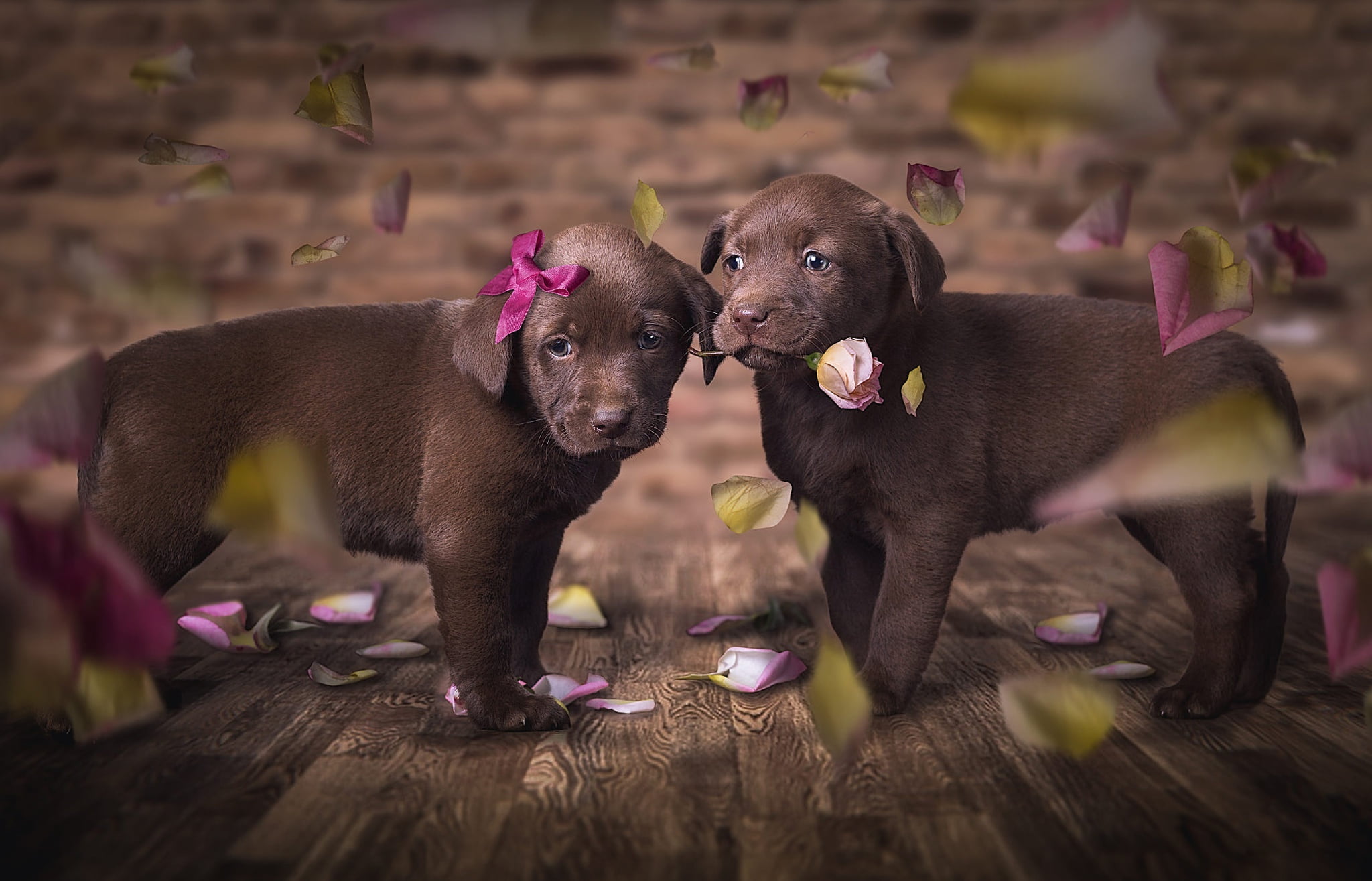 pair, flower, love, passion, the dark background, two, pink, cute, Milota, are, brown, two puppies, look, beloved, floor, puppies, flowers, 1080P, Board, HD Wallpaper