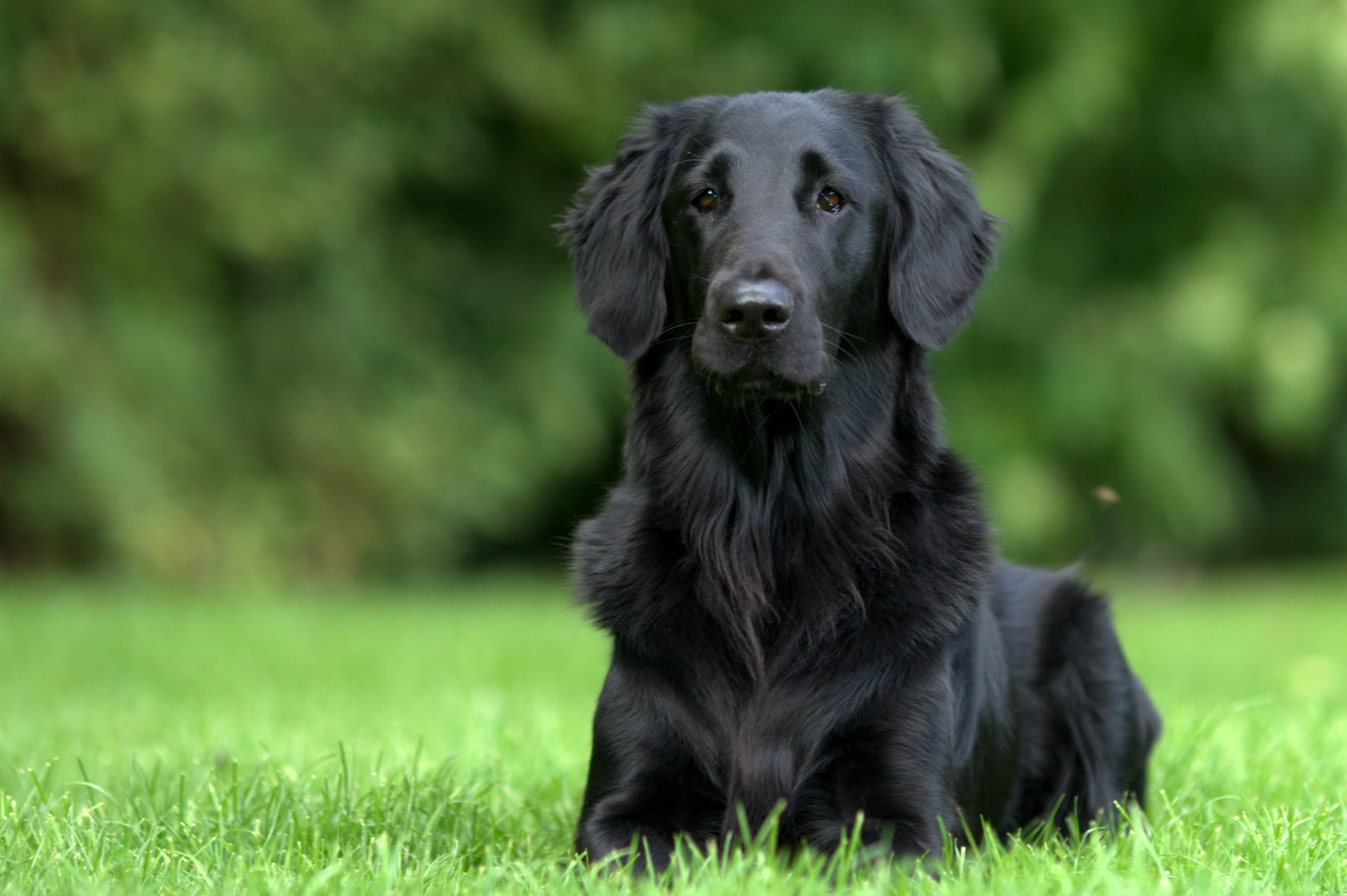 green, portrait, hunting, grass, flatcoated, looking at camera, pet, animal, dogs, mammal, canine, labrador retriever, pets, one animal, mammals, dog, black color, HD Wallpaper