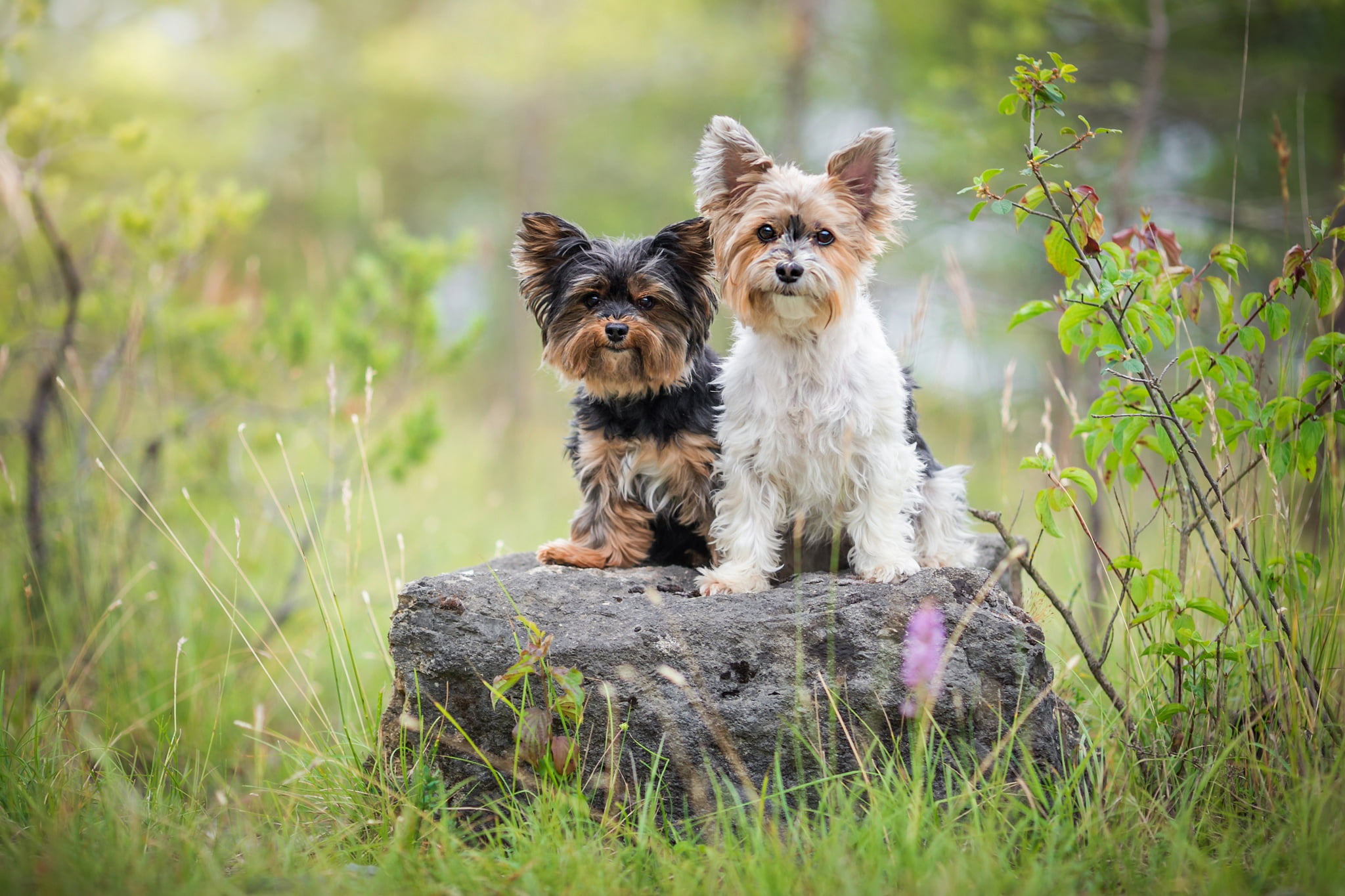 1080P, a couple, pose, nature, two, dogs, summer, sitting, stone, York-Terrier, two dogs, Yorkshire Terrier, portrait, friends, grass, greens, dog, pair, HD Wallpaper