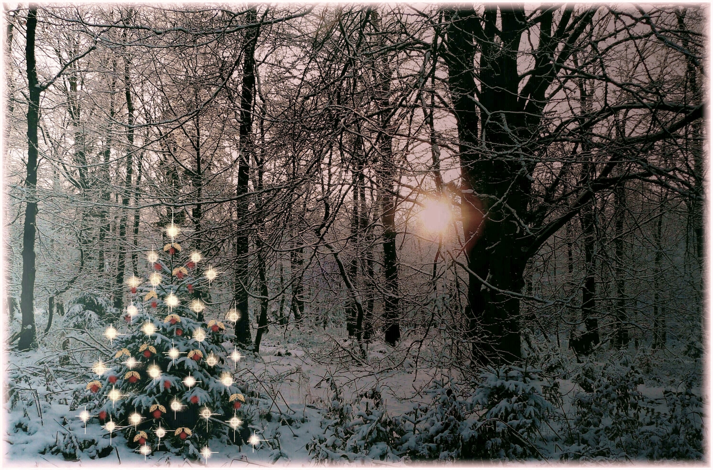 winter dream, advent, wintry, nature, no people, romance, lights, winter magic, cold temperature, trunk, frost, sunlight, white, christmas ornaments, decoration, HD Wallpaper