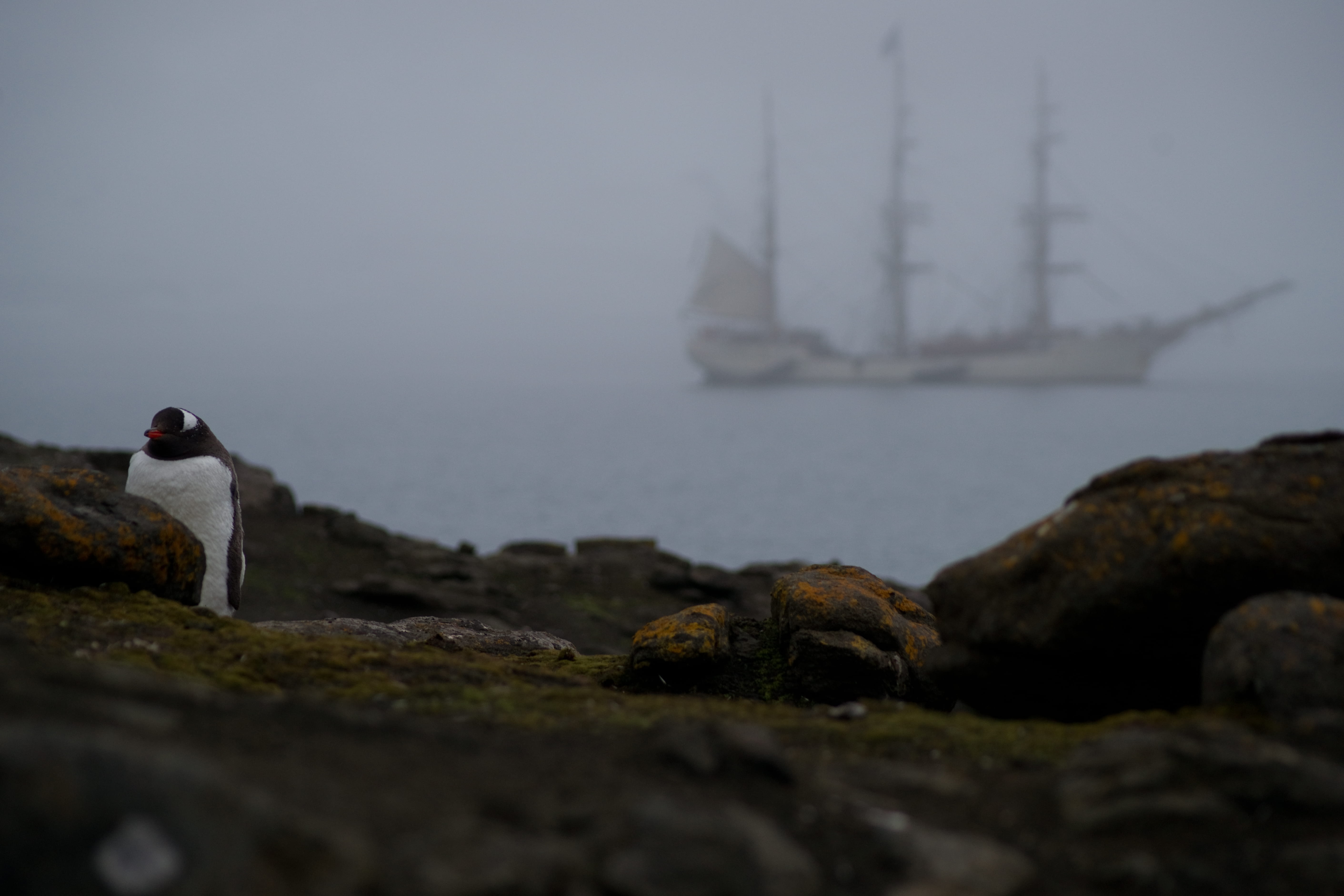 mist, ocean, antartica, land, bird, 5K, sitting, solid, water, rock, nature, men, rock - object, fog, built structure, peguin, beauty in nature, sea, rocks, HD Wallpaper