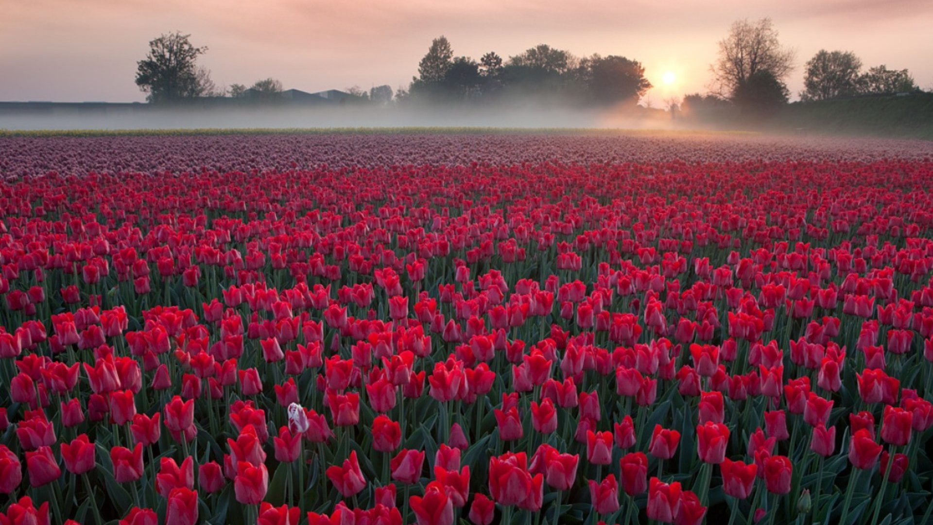sunrise, flowers, red, morning, mist, 1080P, phone, samsung, evaporation, hd, mobile, field, tulips, HD Wallpaper