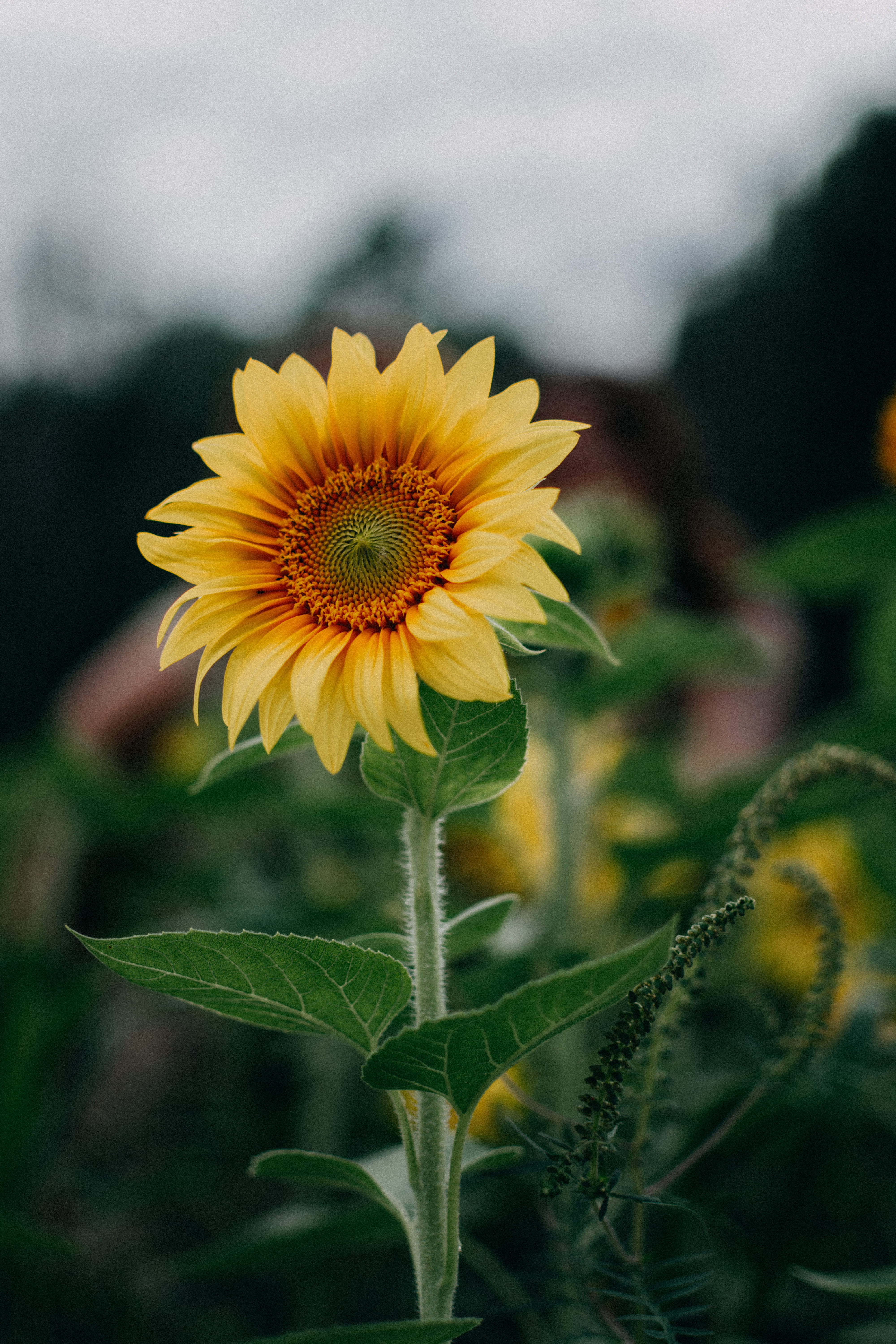 pollen, outdoors, focus, no people, mobile, focus on foreground, close-up, yellow, petal, blossom, sepal, flora, plant, growth, Phone HD Wallpaper
