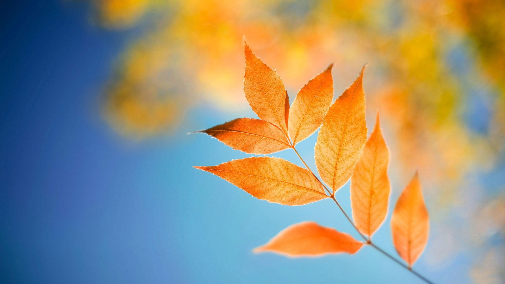 beauty in nature, widescreen, autumn, leaf, tree, 1080P, tranquility, close-up, change, plant part, galaxy, copy space, hd, maple tree, plant, HD Wallpaper