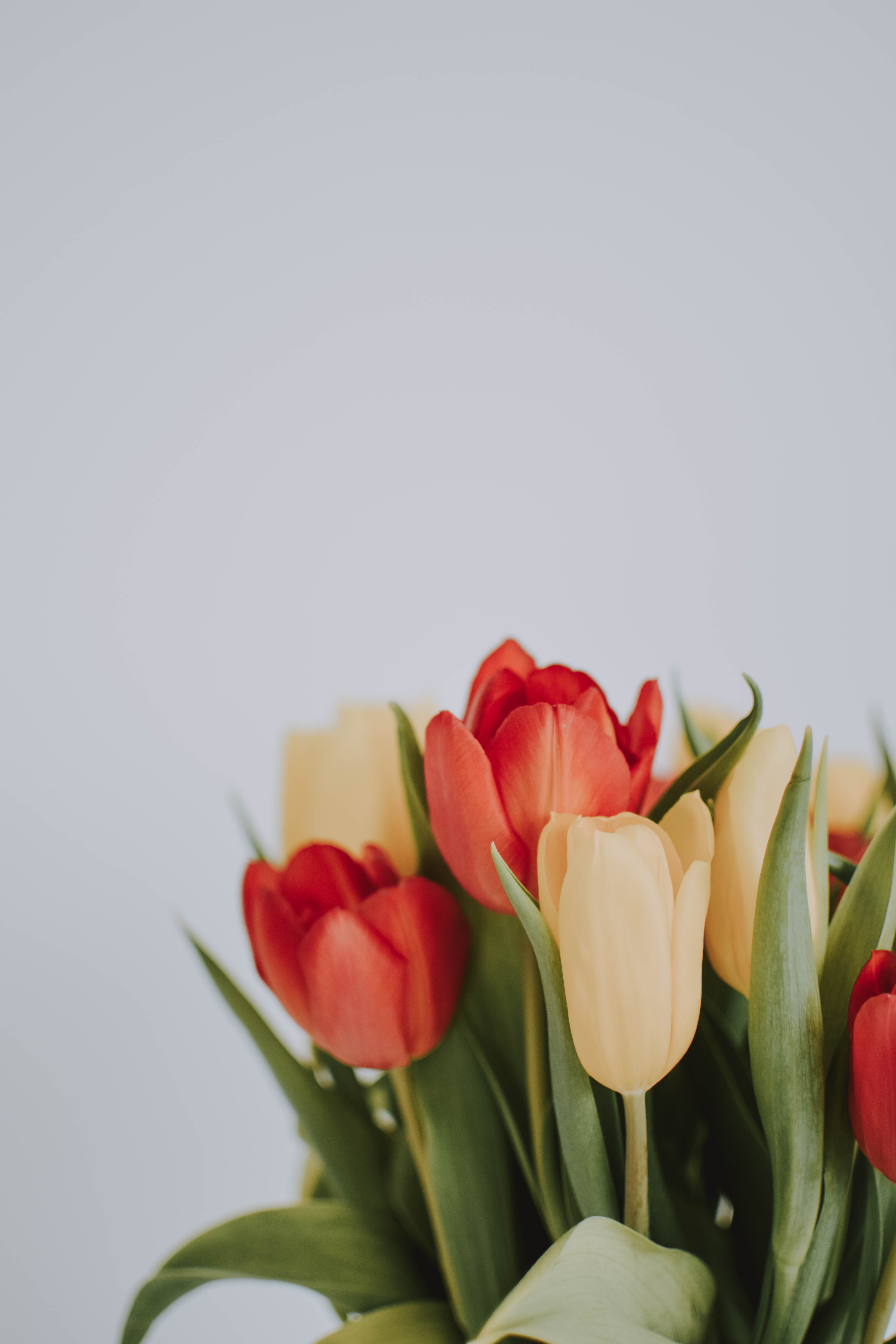 iphone, blossom, bloom, close-up, nature, vulnerability, flowering plant, flowers, galaxy, samsung, 5K, copy space, Phone HD Wallpaper
