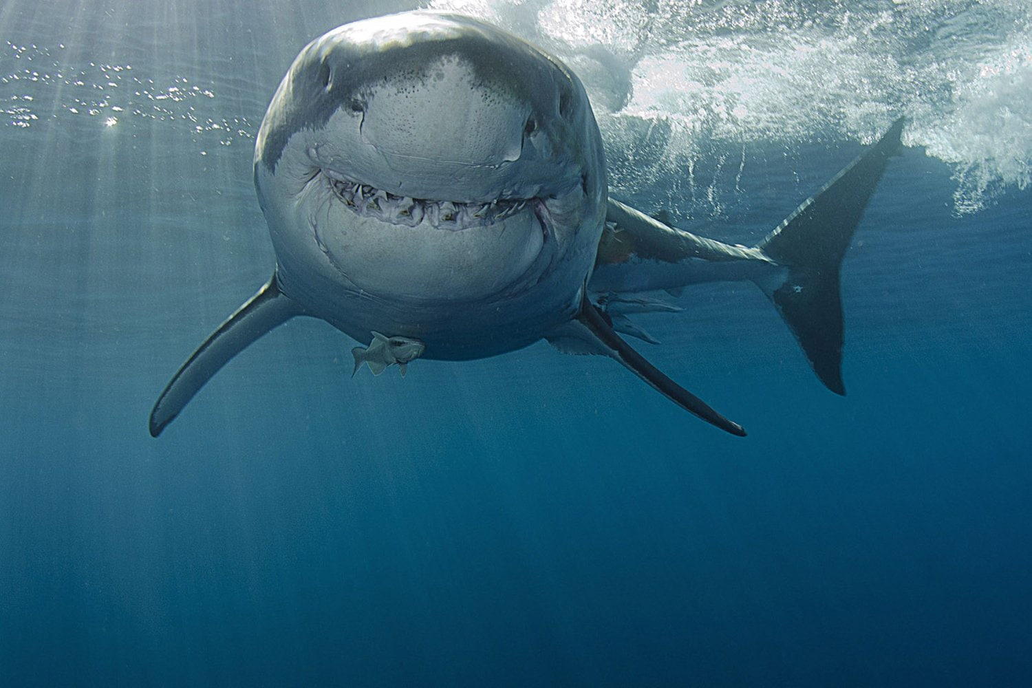 Sharks, 720P, Great White Shark, HD Wallpaper