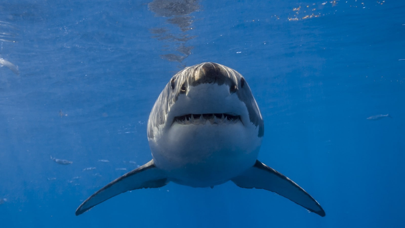 Great White Shark, 720P, HD Wallpaper