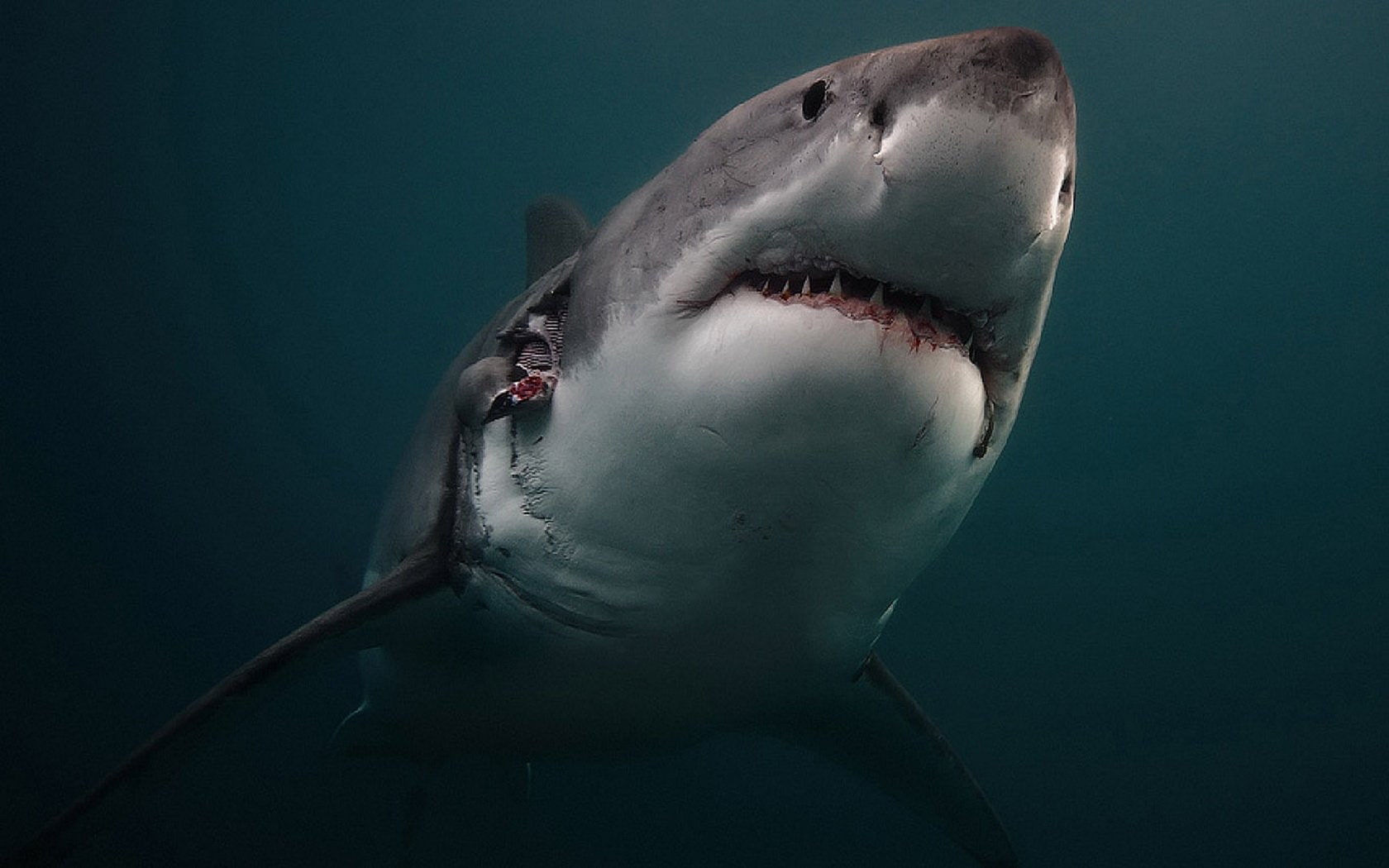 720P, Sharks, Great White Shark, HD Wallpaper