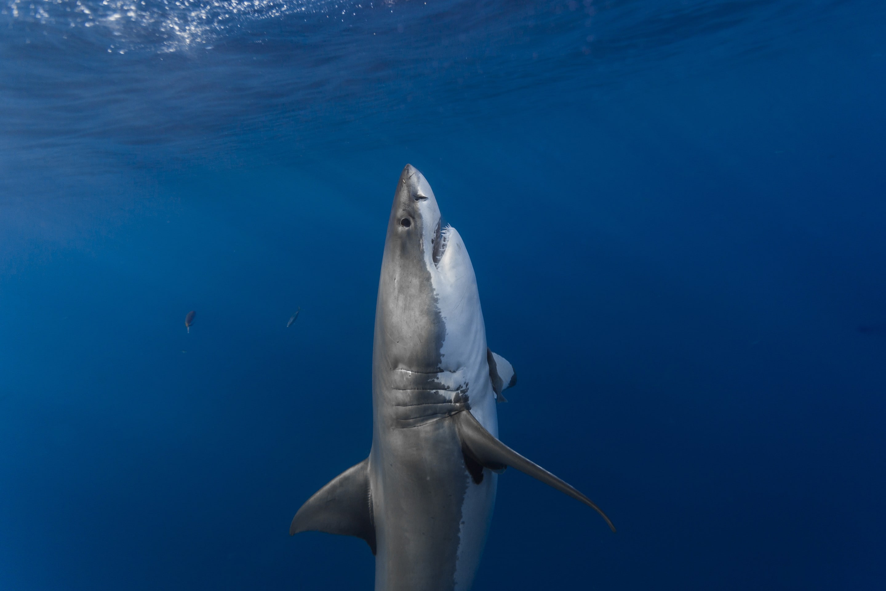2K, shark, animals, fish, sea, underwater, Great White Shark, HD Wallpaper