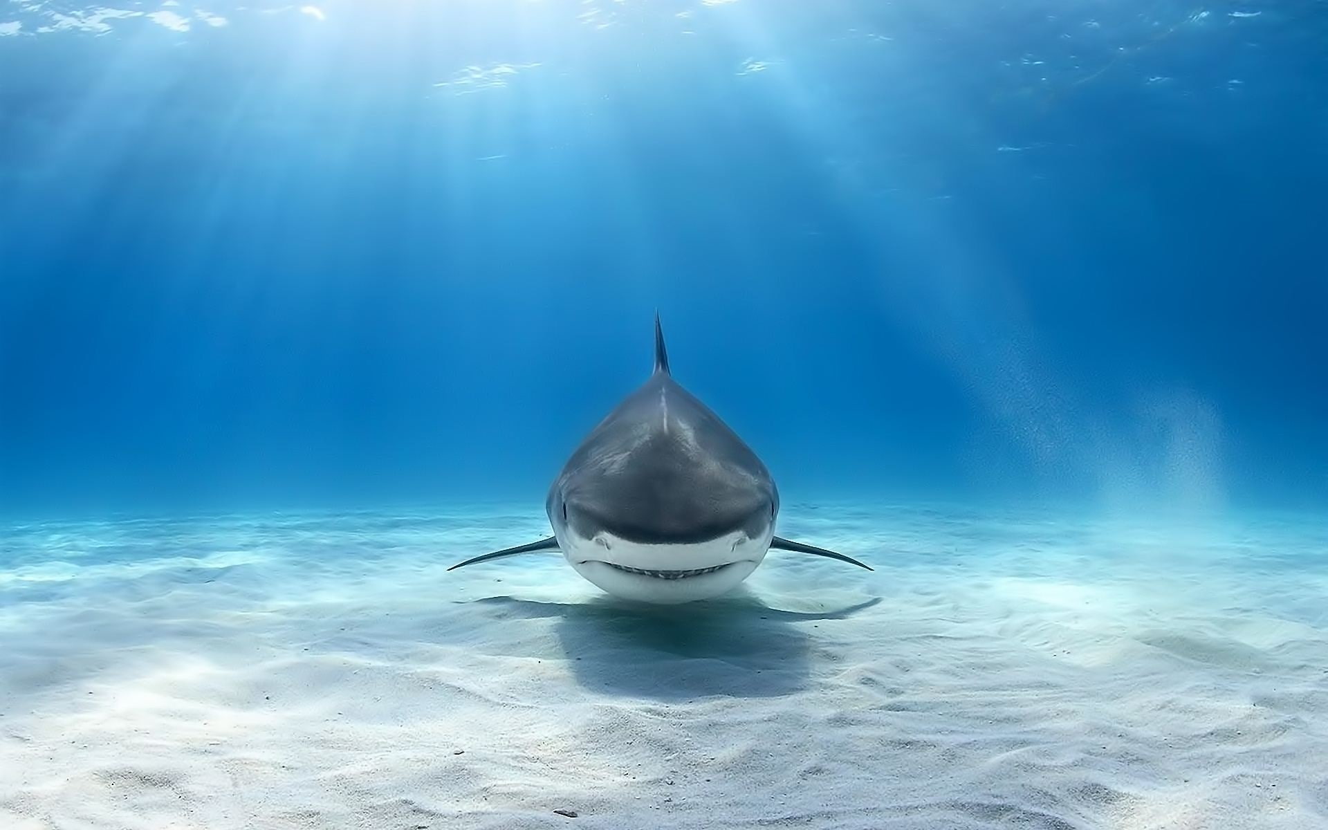 1080P, animals, underwater, shark, Great White Shark, HD Wallpaper