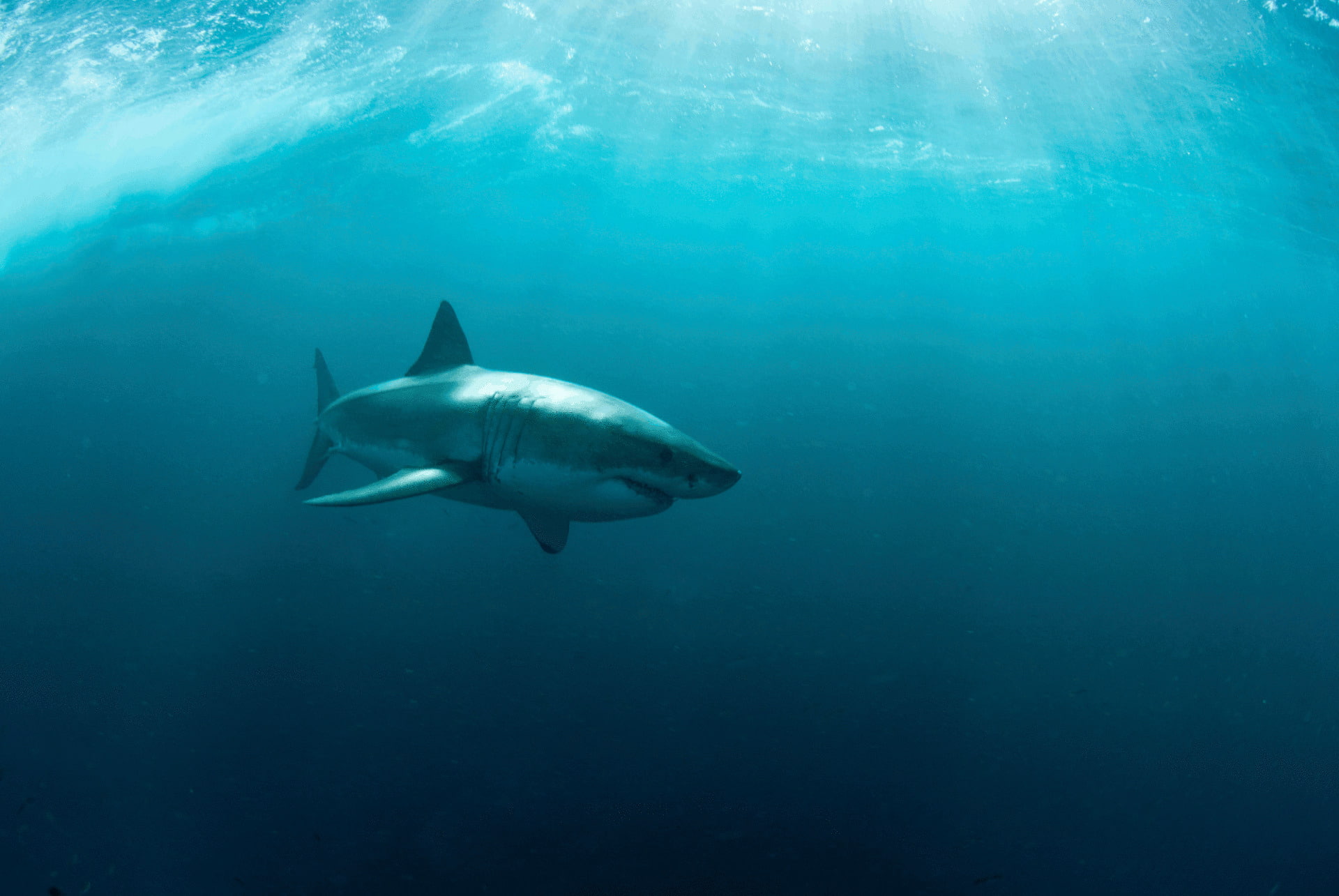 Sharks, 1080P, Great White Shark, HD Wallpaper