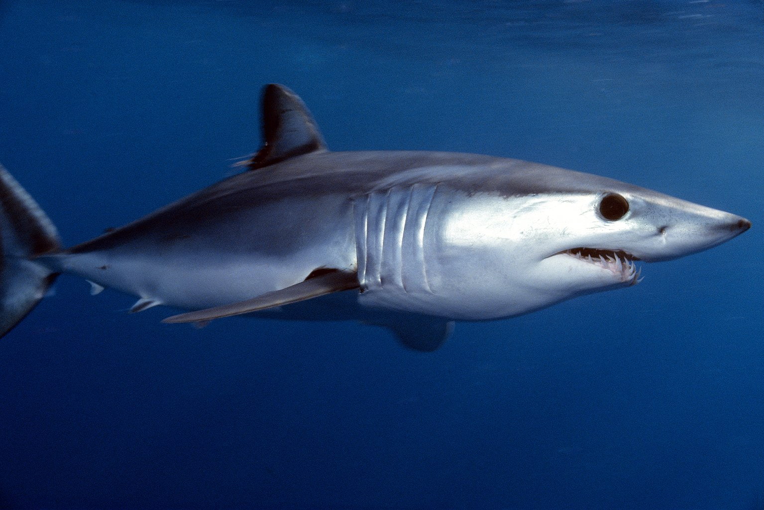 720P, Mako Shark, Sharks, HD Wallpaper