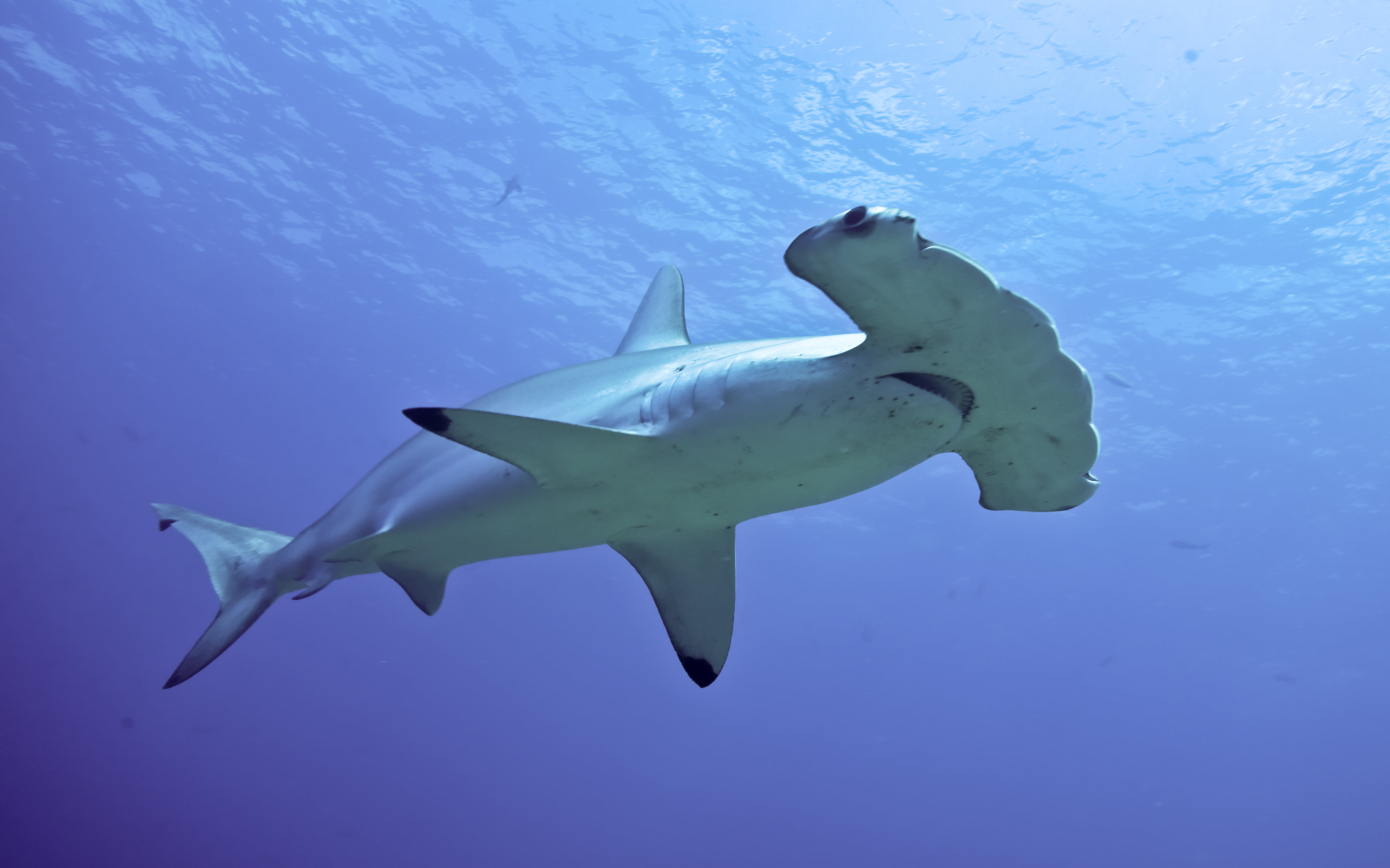 vertebrate, fish, nature, phones, water, sea life, animal, animal wildlife, 5K, underwater, undersea, no people, animal themes, desktop, hammerhead, HD Wallpaper