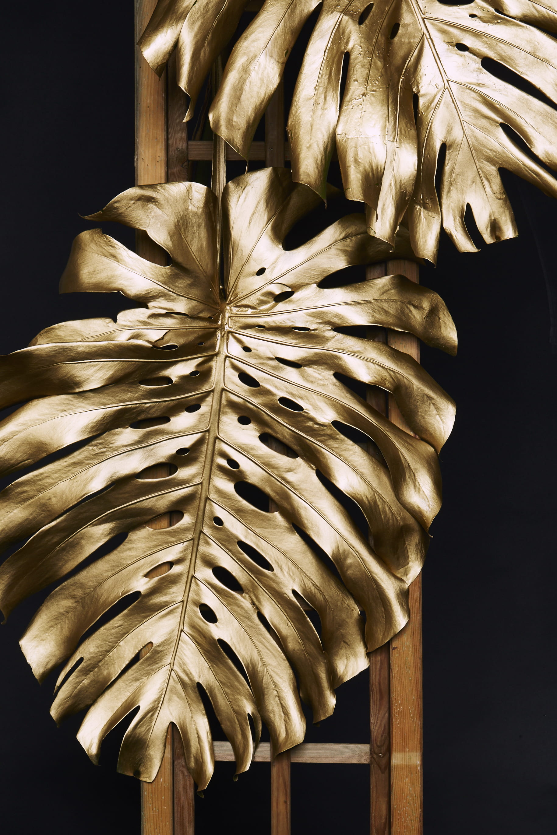 softness, frame, 2K, brown, indoors, vulnerability, growth, plant part, pattern, two, leaf, gold, low angle view, beauty in nature, wooden, photo, closeup, Phone HD Wallpaper