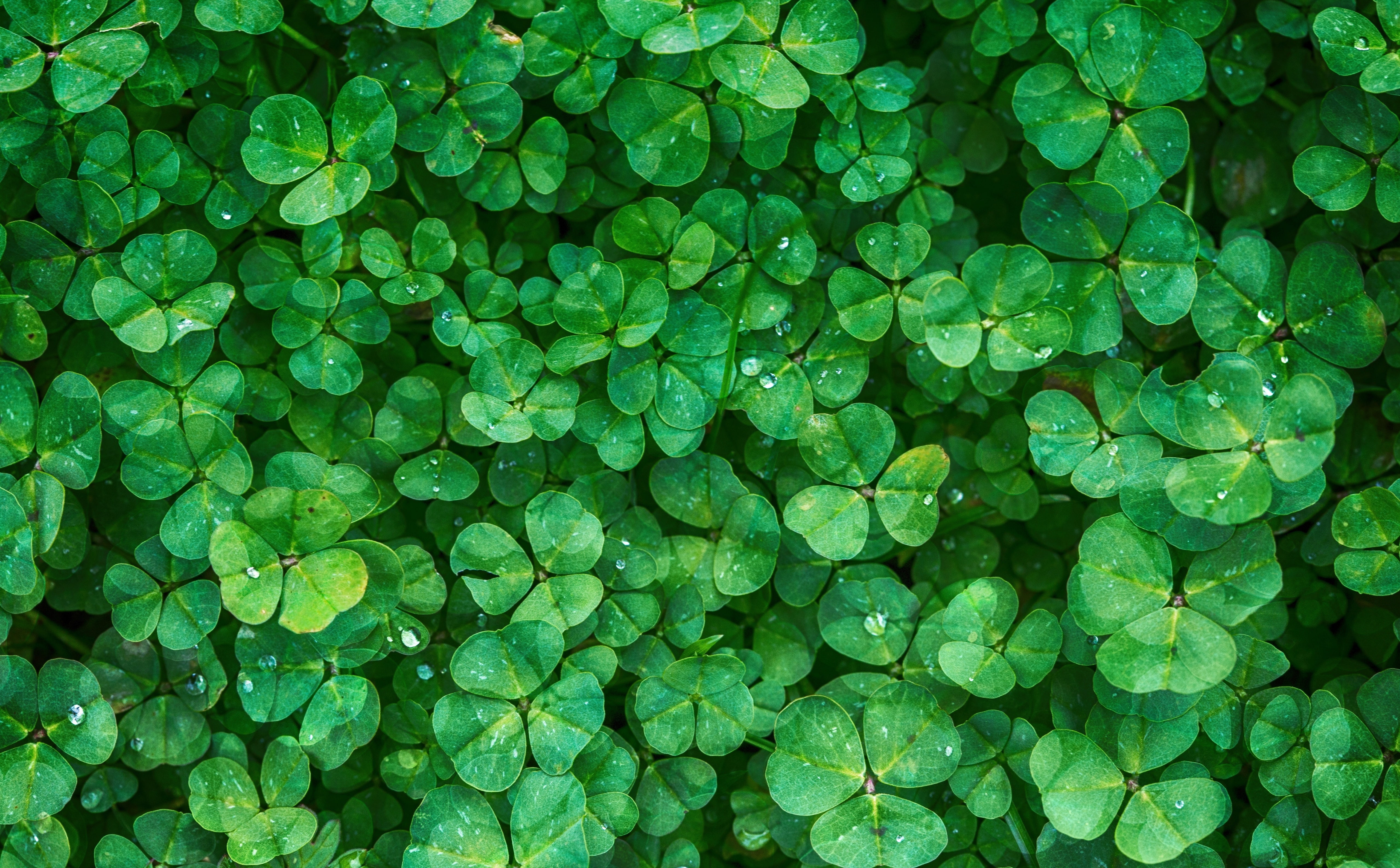 2016, plant part, 5K, SaintPatricksDay, st, beauty in nature, high angle view, StPatricksDay, Saint Patricks Day, growth, Plant, happy, Luck, full frame, HD Wallpaper