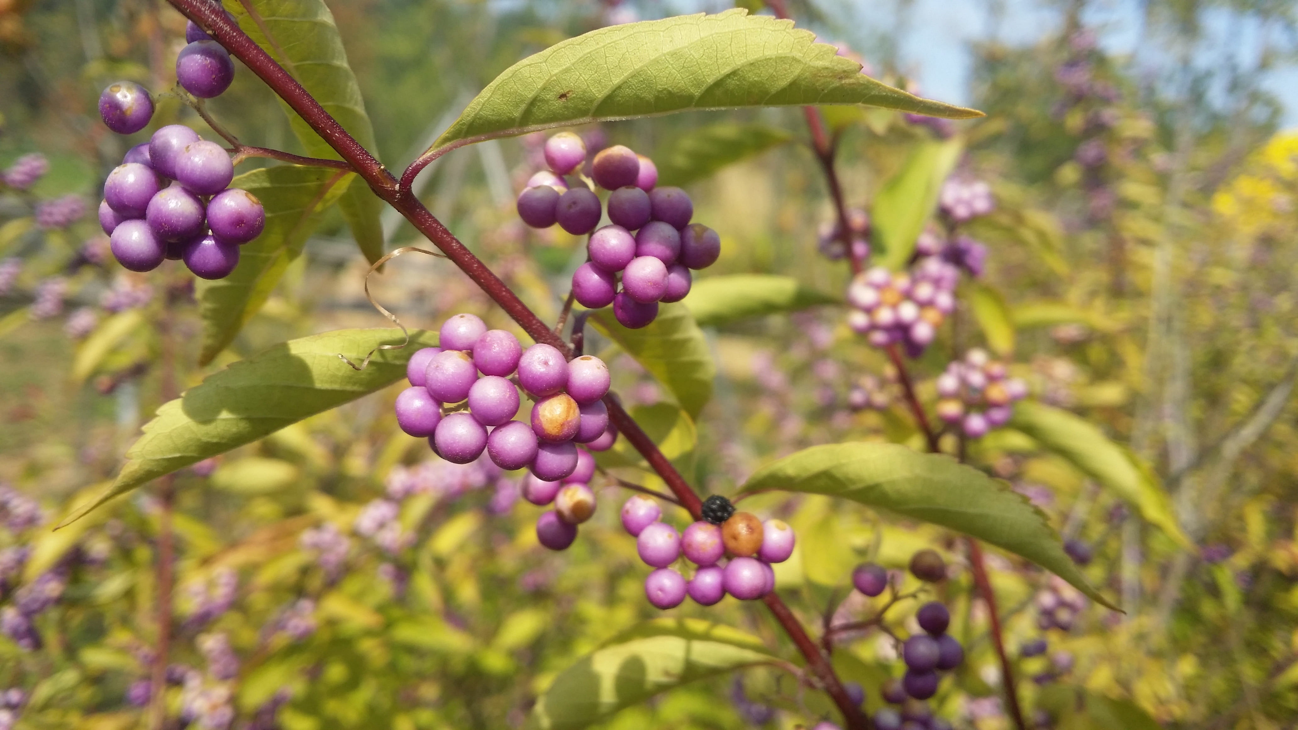 freshness, beauty in nature, plant part, food, green color, a little harpoon or anything, tree, plant, day, leaf, purple, winemaking, nature, food and drink, HD Wallpaper