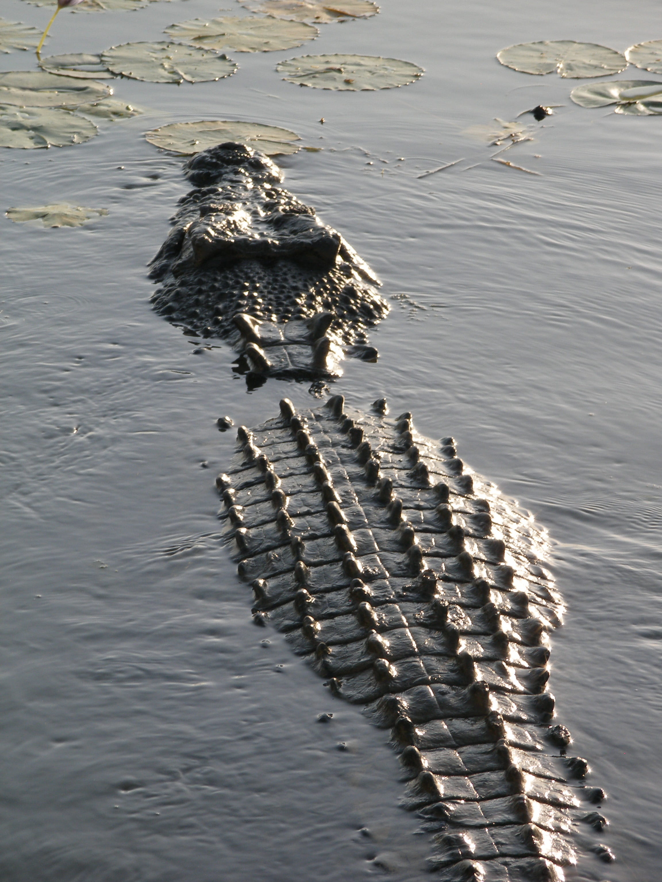 no people, animal themes, reflection, 2K, beauty in nature, lake, australia, vertebrate, wildlife, danger, high angle view, nature, teeth, salt water crocodile, Phone HD Wallpaper