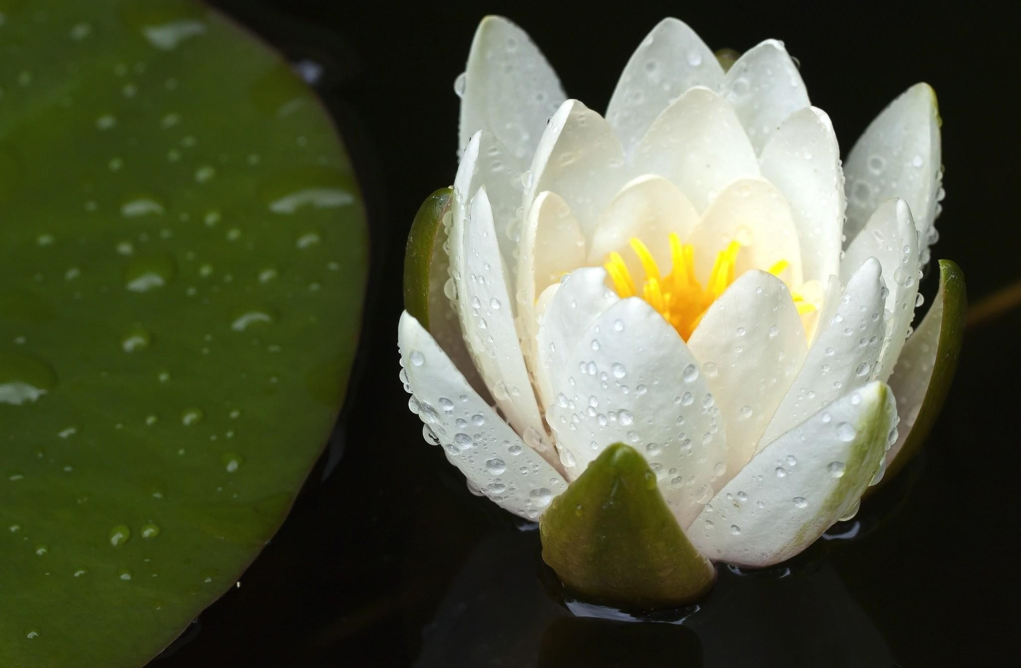 Drops, plant, nature, Promiscuity, petal, 1080P, no people, water, Wate, water lily, pond, raindrop, fragility, inflorescence, floating on water, close-up, HD Wallpaper
