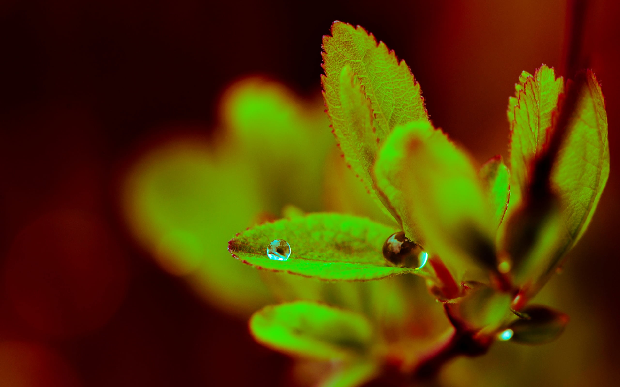 plant, growth, wate, leafed, flower, animals in the wild, beauty in nature, vertebrate, drop, leaf, selective focus, animal body part, animal themes, HD Wallpaper