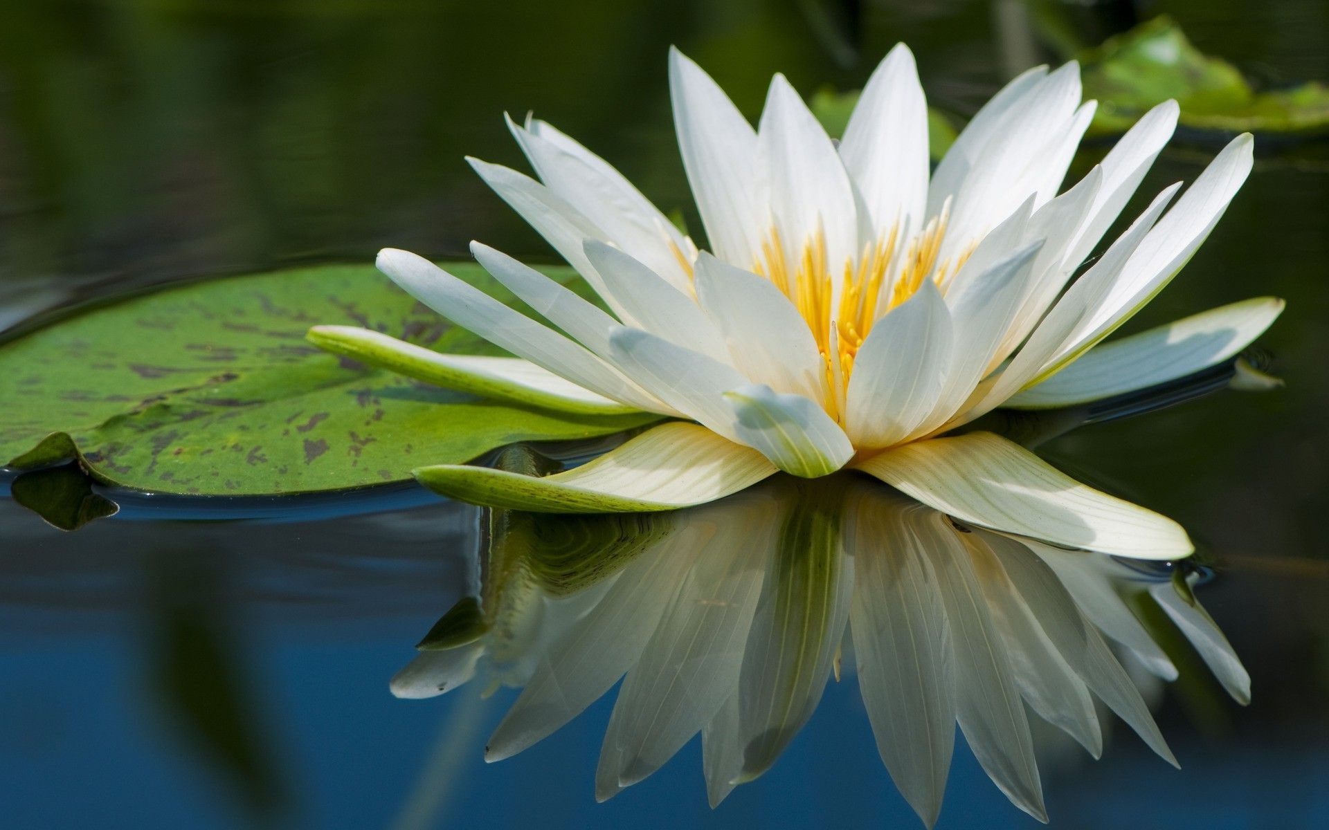 Wate, lake, white water lilly, 1920x1200, water lilly pond, rLeaf, 1080P, Flowers, Water Lilly, HD Wallpaper