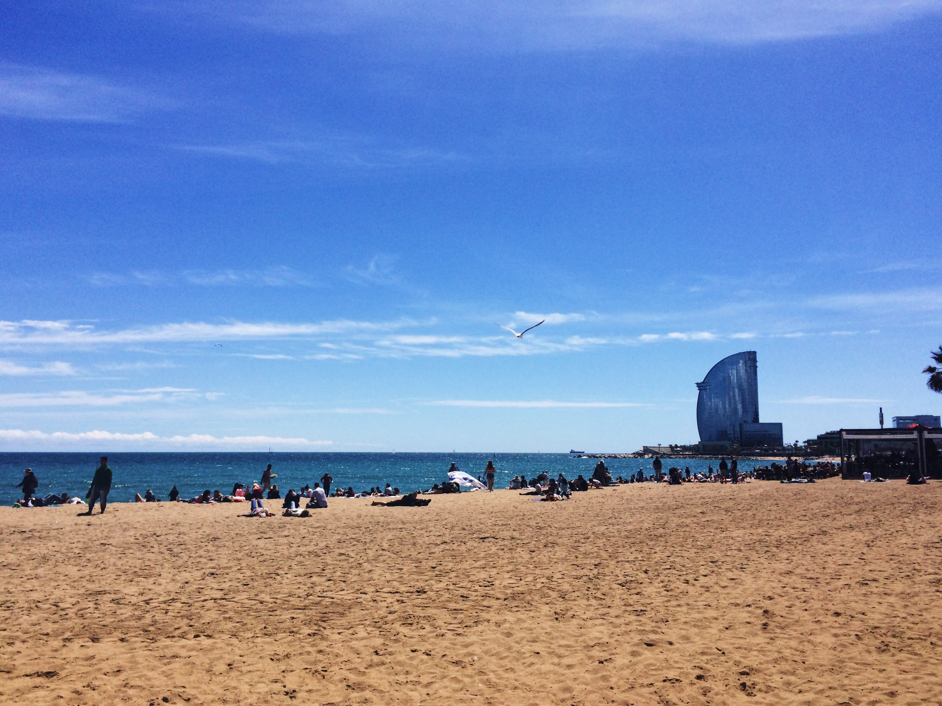 animal themes, 2K, la barceloneta, flying, barceloneta, scenics - nature, nature, incidental people, sea, day, beach, w hotel, water, sand, cloud - sky, HD Wallpaper