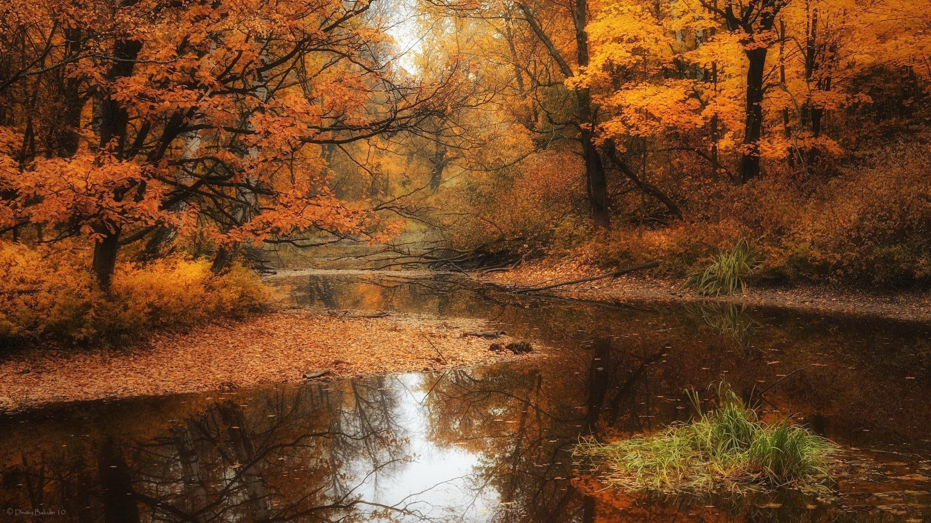 beautiful, simply, rzeka, jesien, nature and landscapes, 1080P, natura, autumn, drzewa, HD Wallpaper