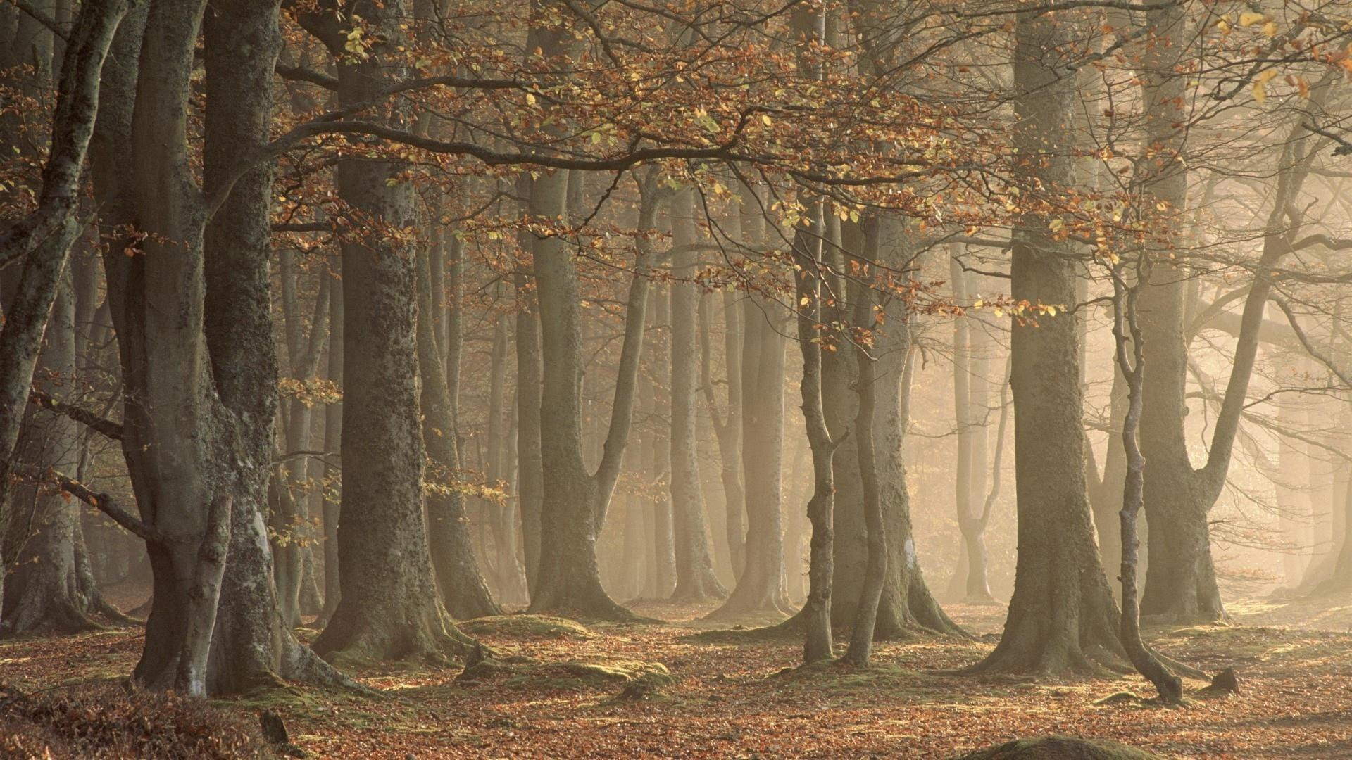 mgla, fog, drzewa, forest, nature and landscapes, natura, 1080P, HD Wallpaper