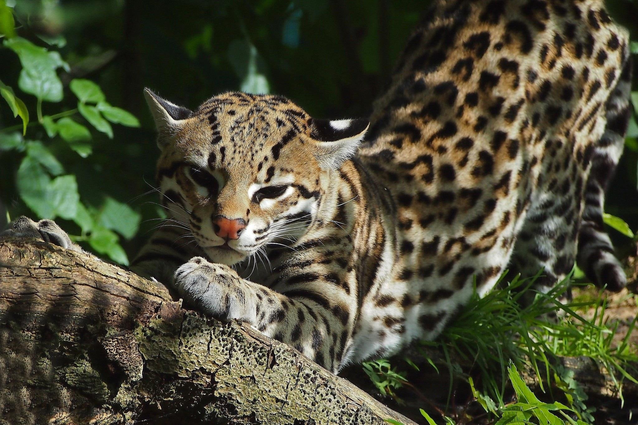 ocelot, krzaki, beautiful, zwierzeta, animals, bushes, 1080P, drzewa, HD Wallpaper