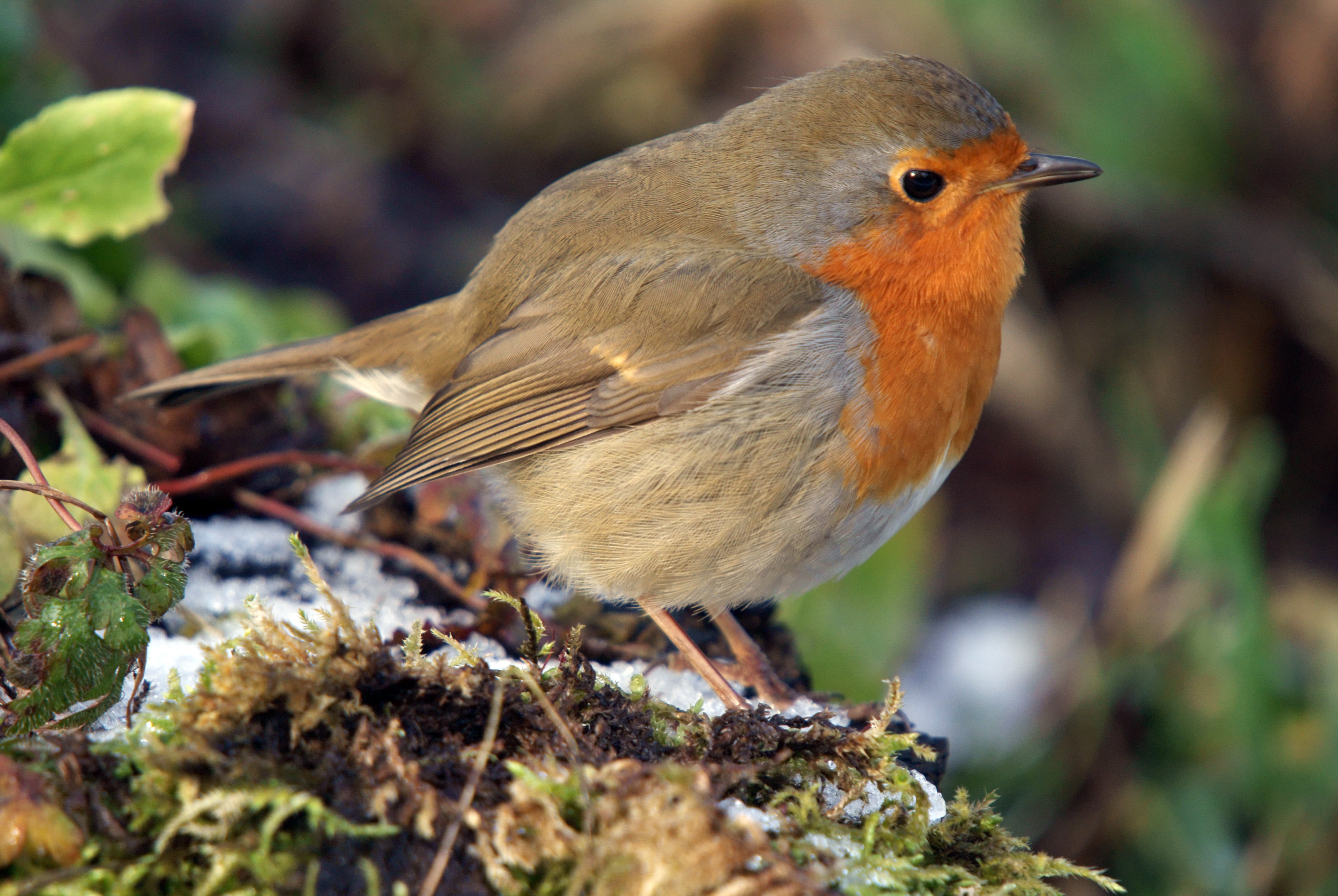 birdwatching, green, ornithologist, gray, martin, outdoors, wwt, Erithacus rubecula, birding, feathered, lancashire, beak, sony, brown, spotter, aves, snow, HD Wallpaper