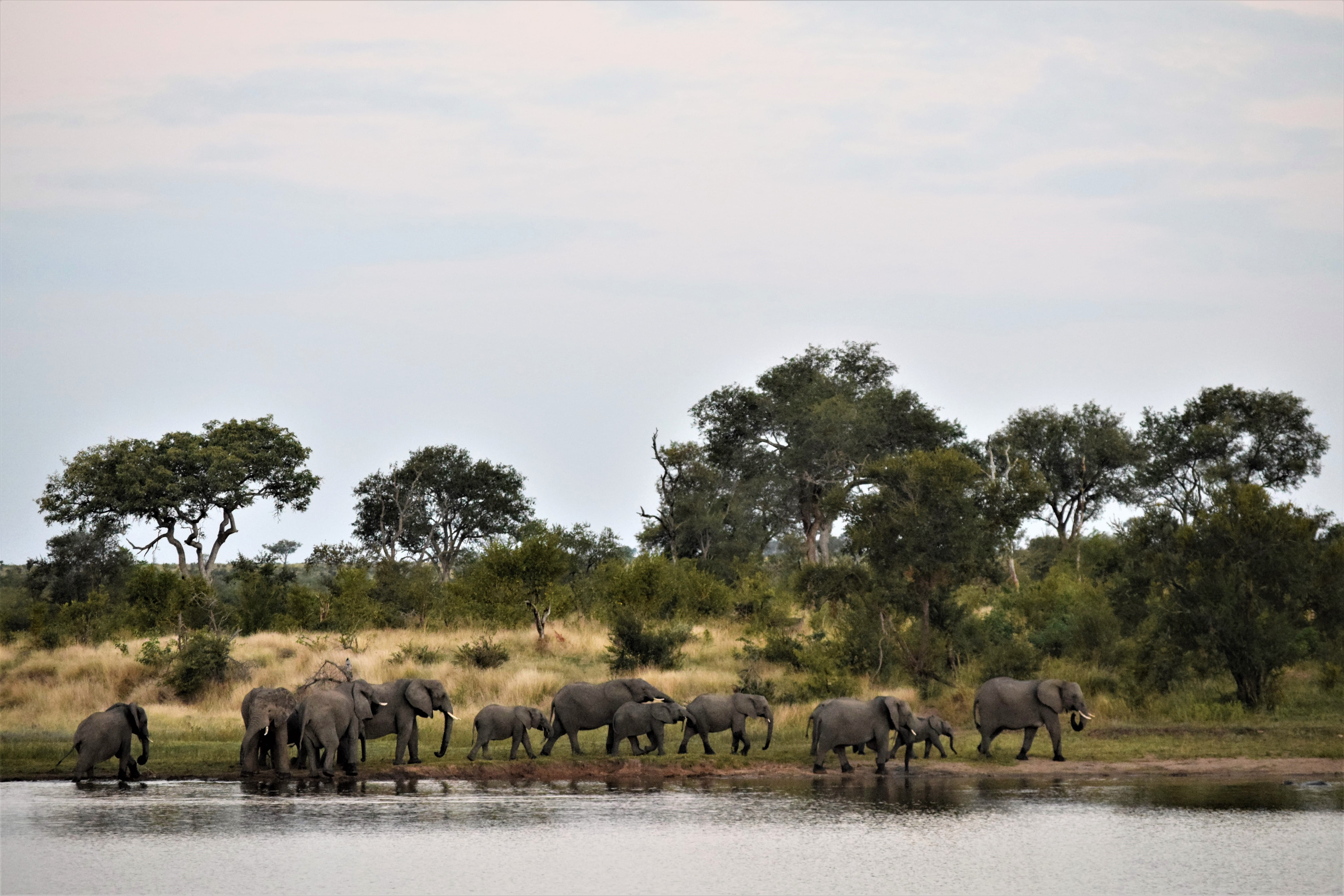 african elephant, animal themes, elephant, domestic animals, bushveld, south africa, treess, watering hole, mammal, water, livestock, lowveld, herd, sky, HD Wallpaper