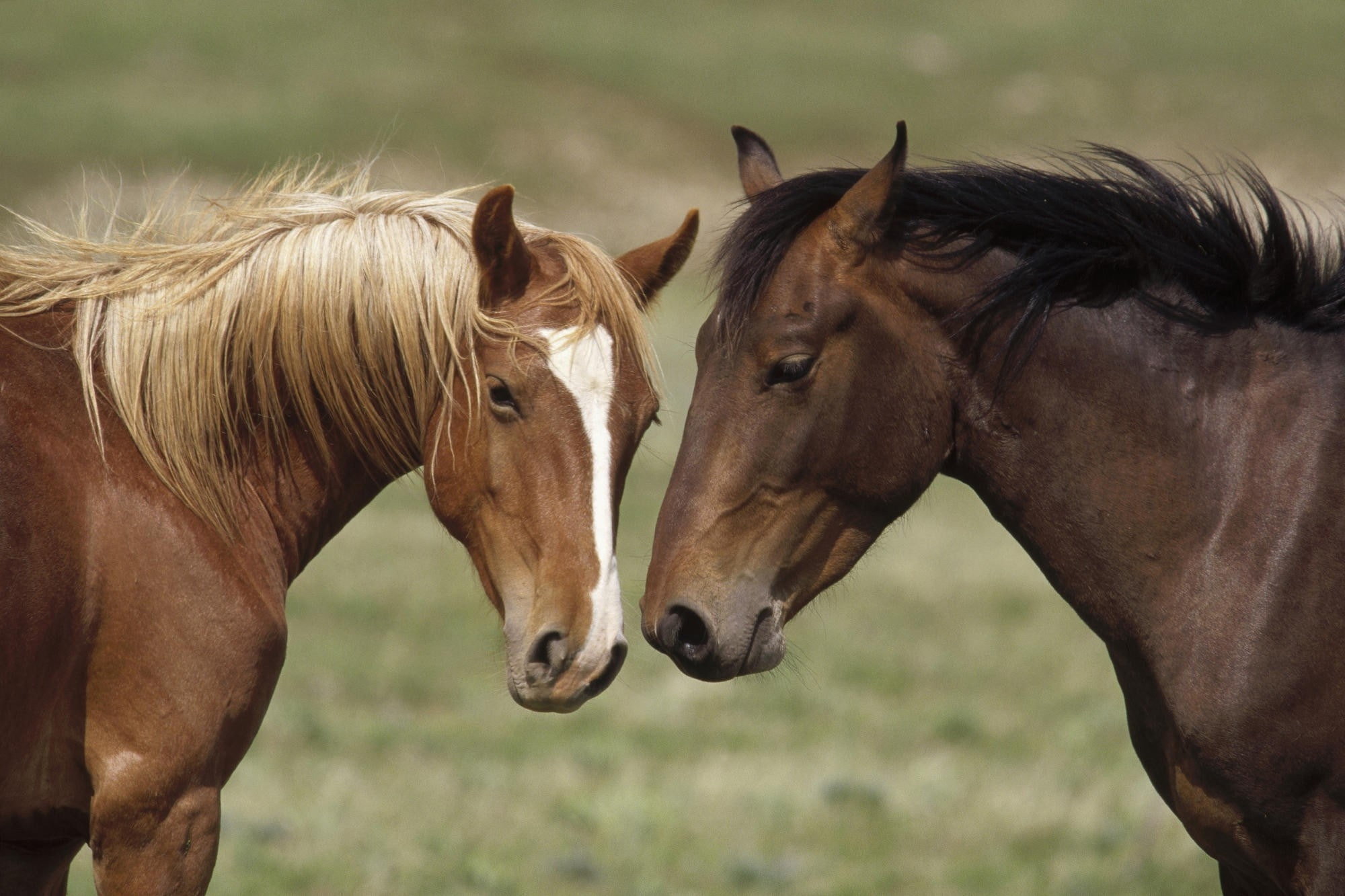 nature, young, horses, animals, 1080P, x, art, montana, hd, HD Wallpaper