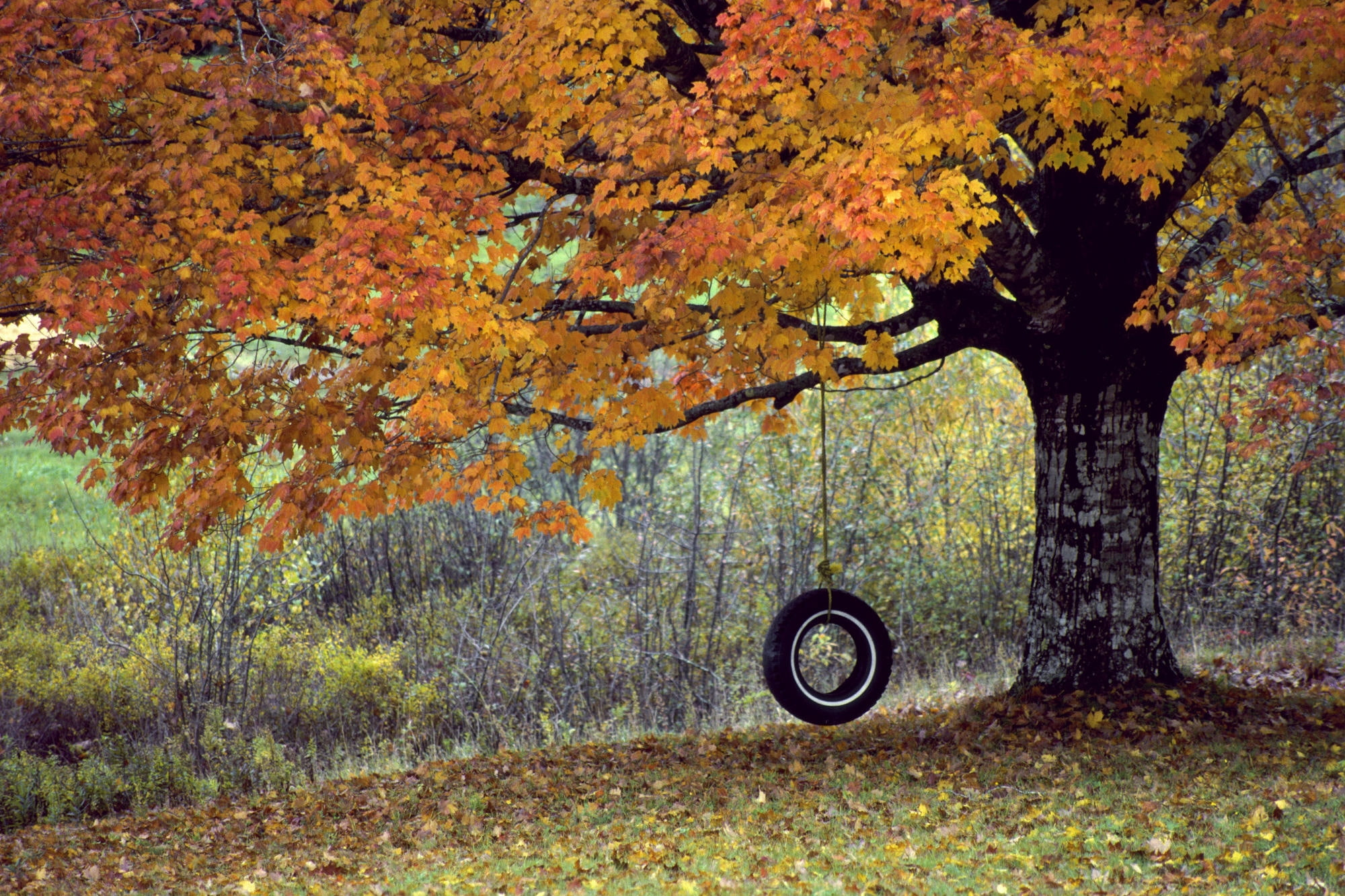 hd, summer, x, seasons, season, nature, Trees, swings, 1080P, art, autumn, autumn (season), HD Wallpaper