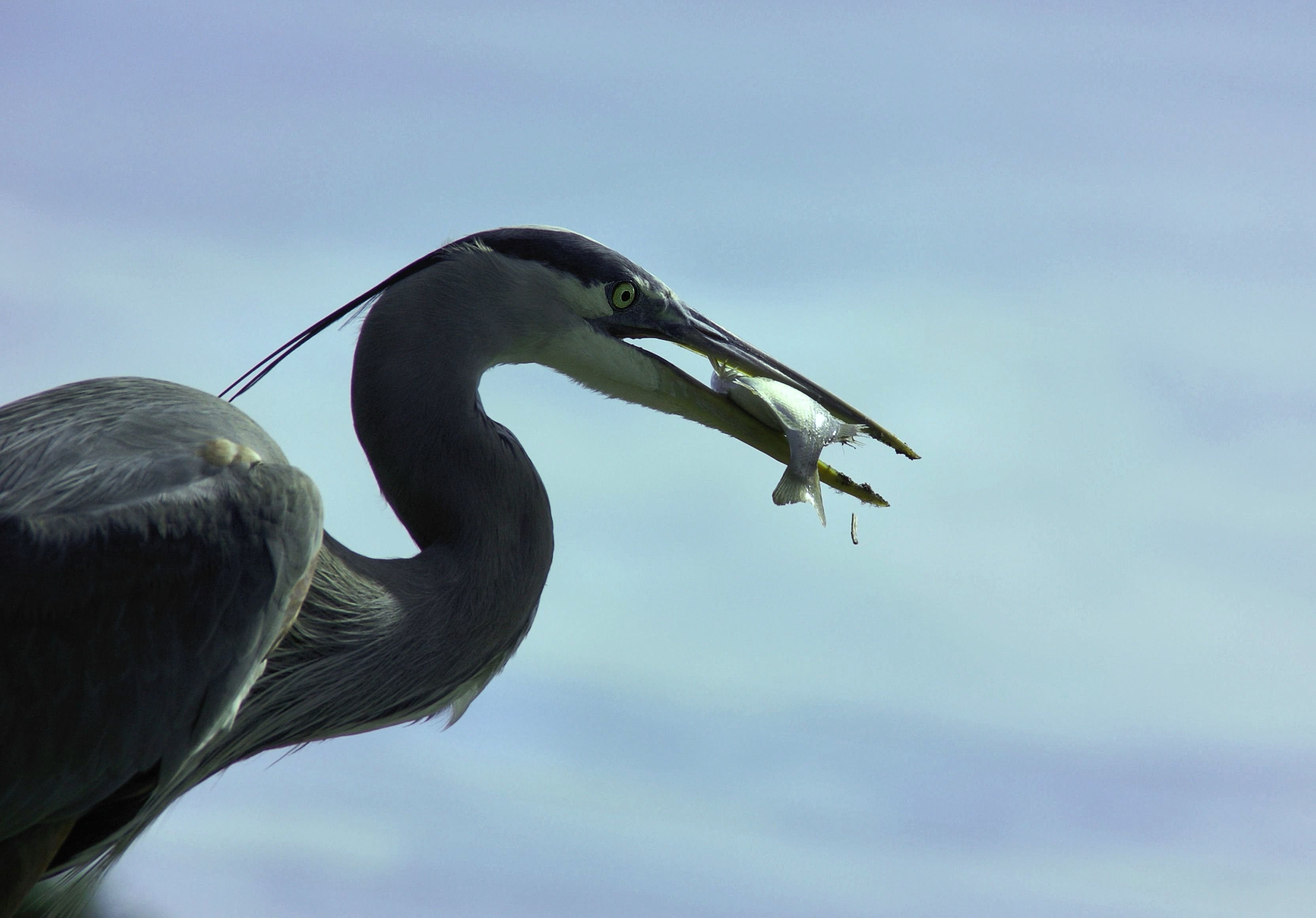 bill, wildlife, great-blue, nature, vertebrate, standing, animal body part, fishing, food, animal neck, heron, animal themes, animal, no people, great blue heron, HD Wallpaper