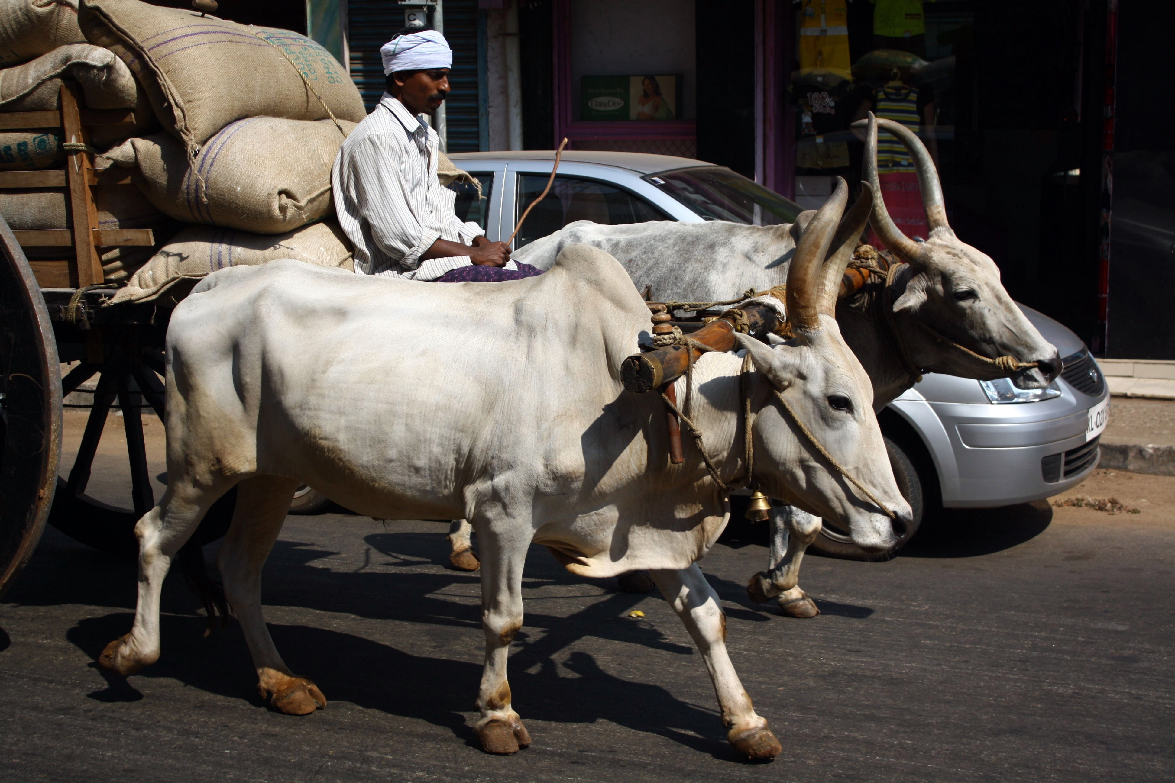 traditional versus modern, mode of transportation, cattle, horse, domestic, one person, city, day, animal, pets, herbivorous, motorized vehicle riding, HD Wallpaper
