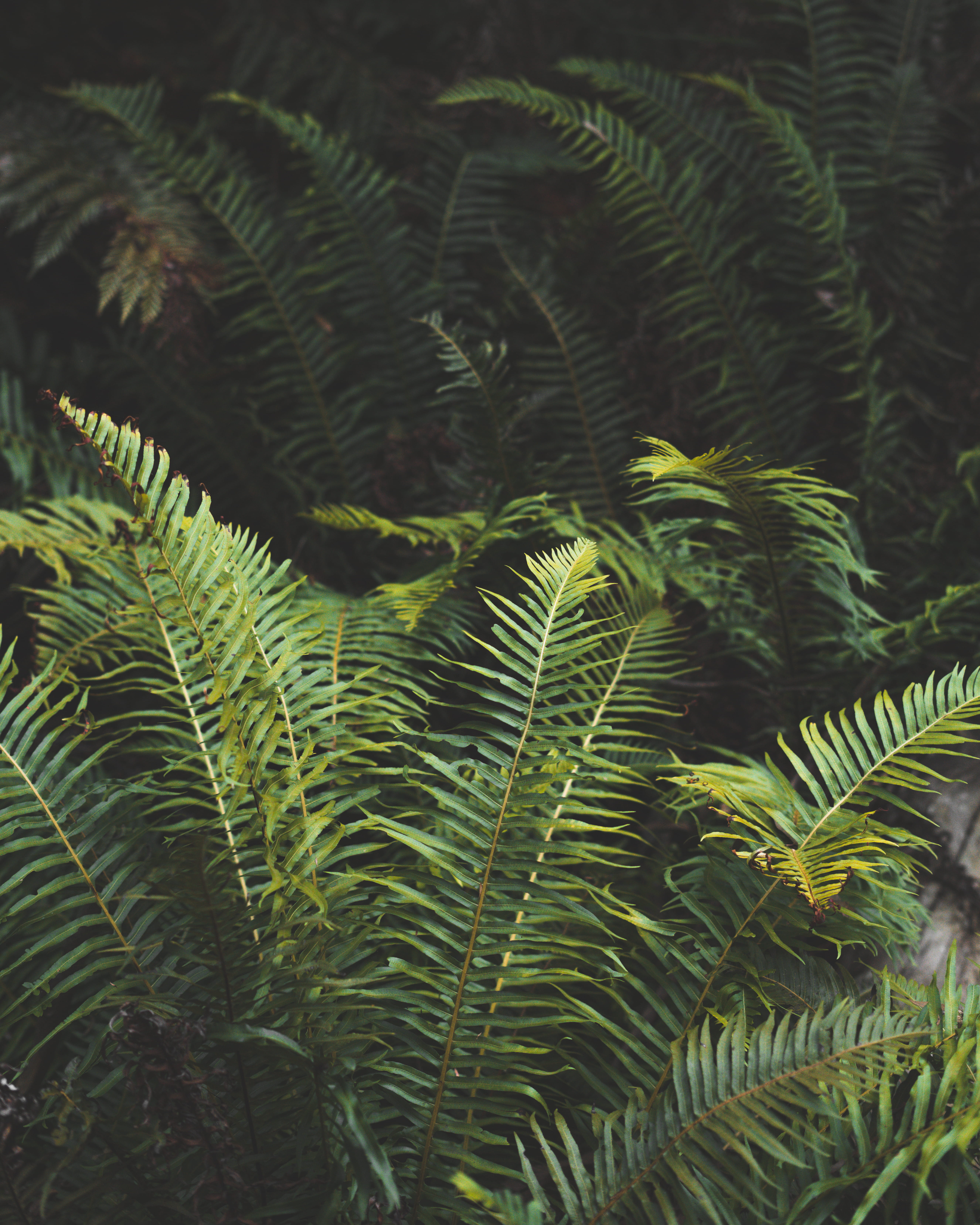 green color, fern, adventure, needle - plant part, wilderness, coniferous tree, nature, beauty in nature, rainforest, close-up, branch, growth, victoria, Phone HD Wallpaper