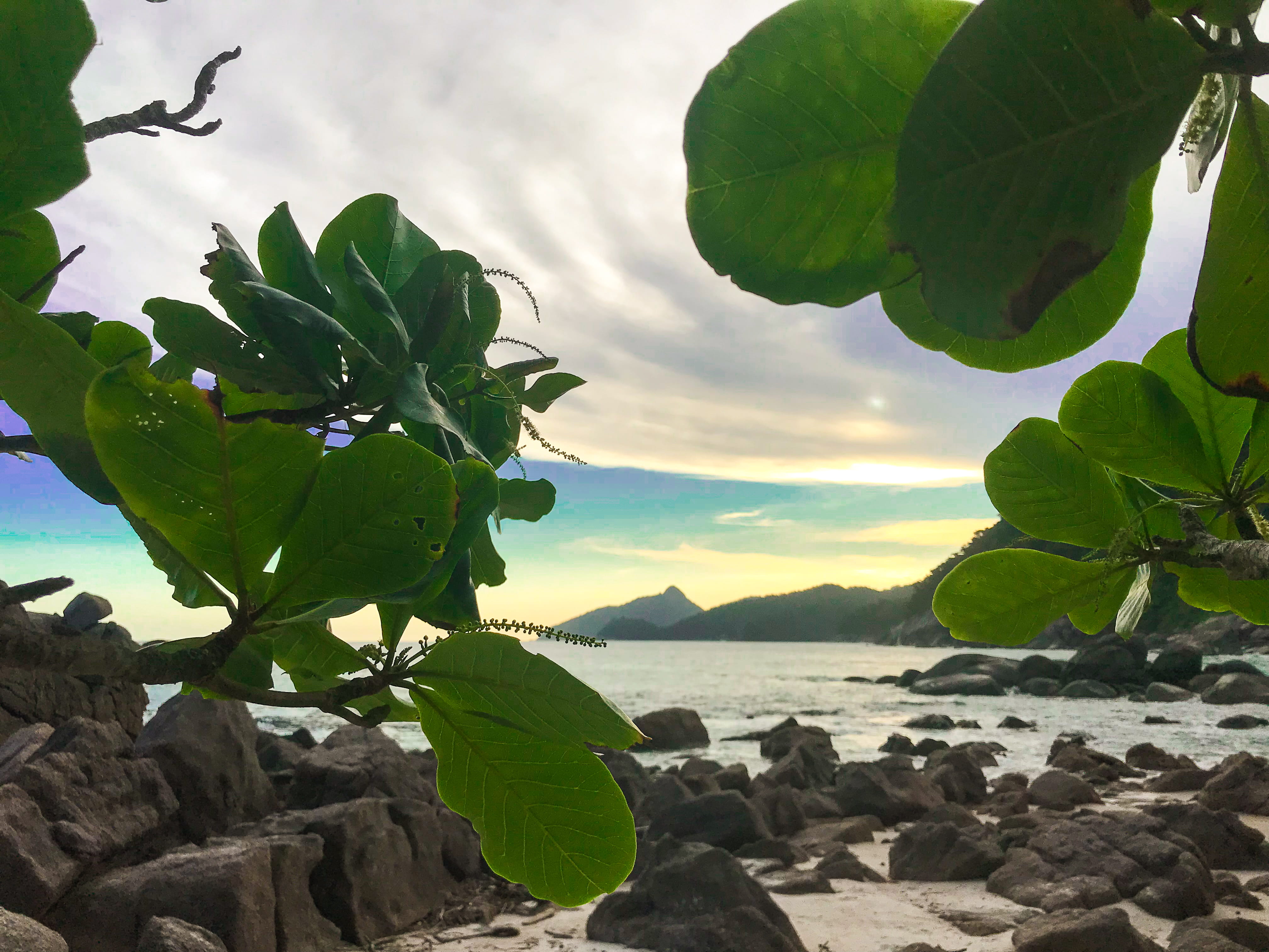 scenics - nature, sea, close-up, plant, cloud - sky, herbs, shoreline, sky, avenida nacib monteiro de queiroz, ocean, 4K, mountain, leaf, day, growth, HD Wallpaper