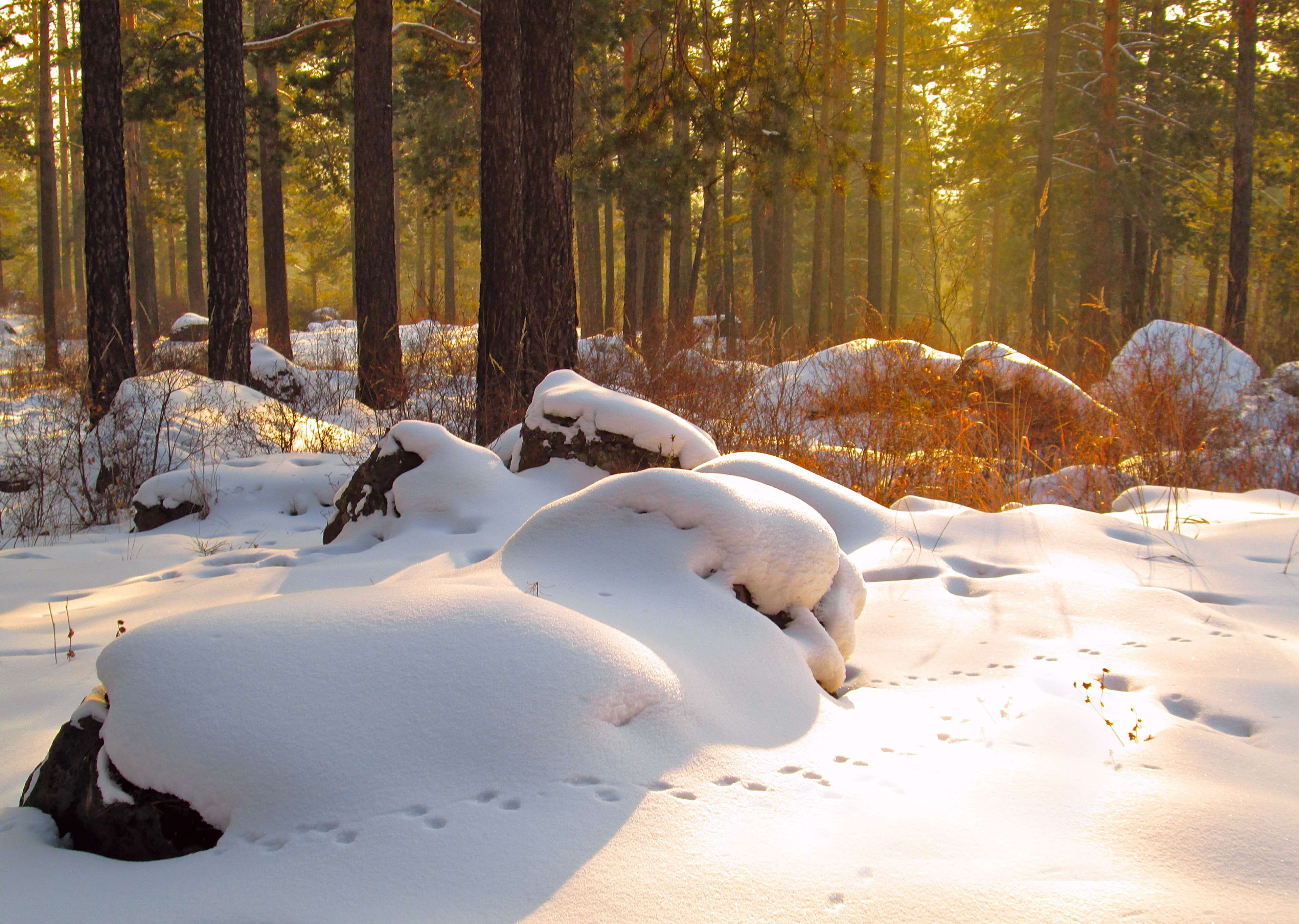 pine, field, sunset russia, th, day, chita, white color, sunset, tree, hill, tranquil scene, covering, snowdrift, no people, ray of sunshine, 4K, snow, HD Wallpaper